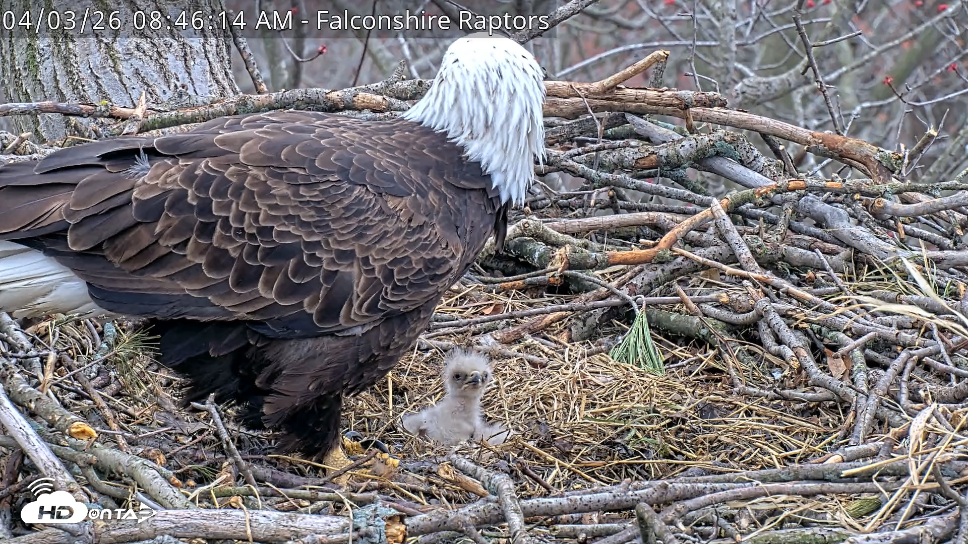 Snapshot of West Michigan Eagles Nest Live Cam taken Apr 3, 2026, 8:47am EDT