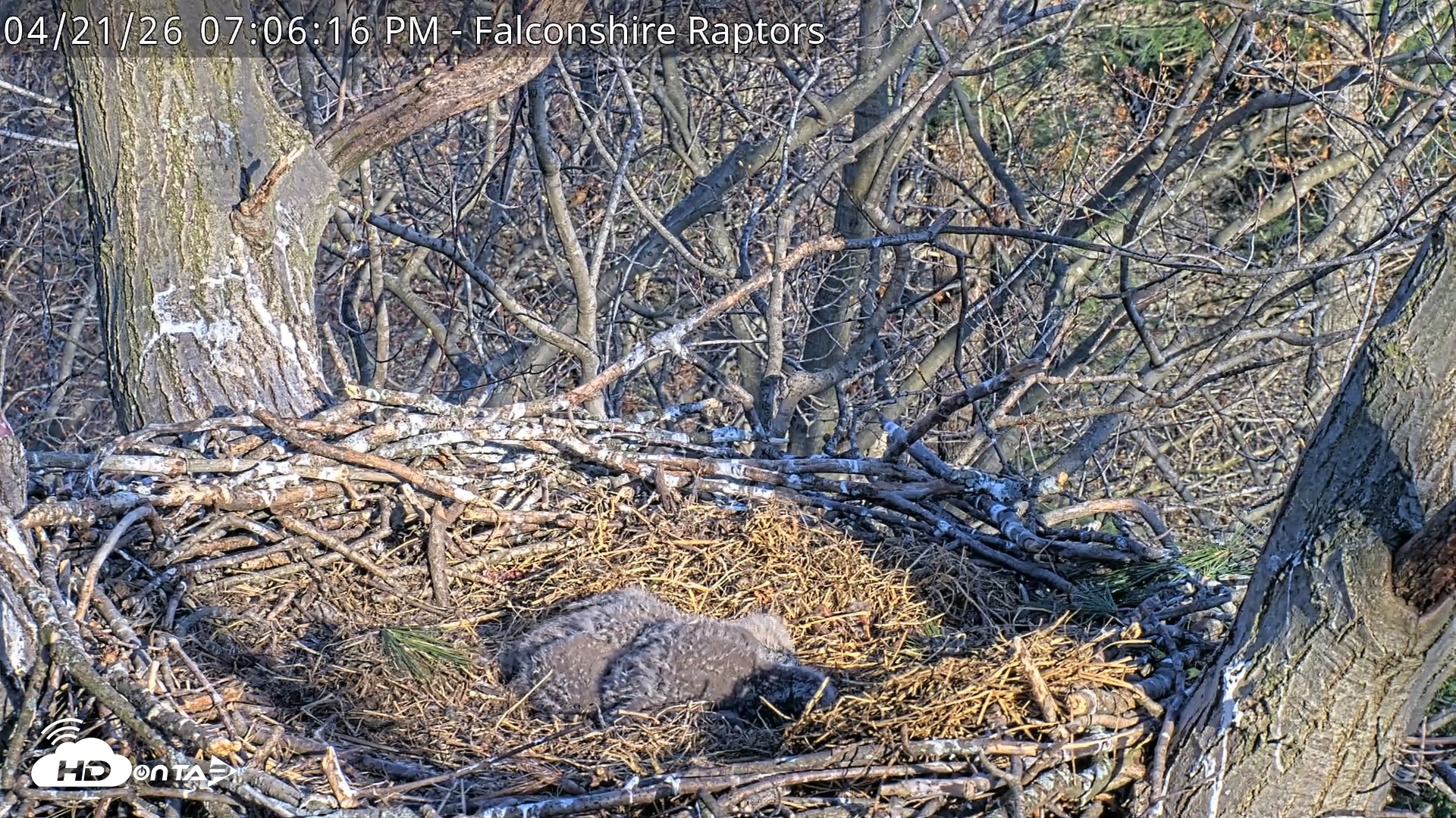 Snapshot of West Michigan Eagles Nest Live Cam taken Apr 21, 2026, 7:07pm EDT