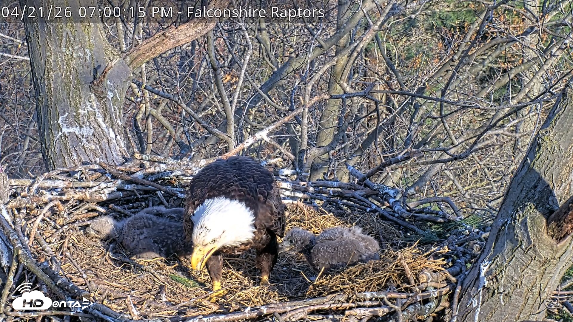Snapshot of West Michigan Eagles Nest Live Cam taken Apr 21, 2026, 7:02pm EDT