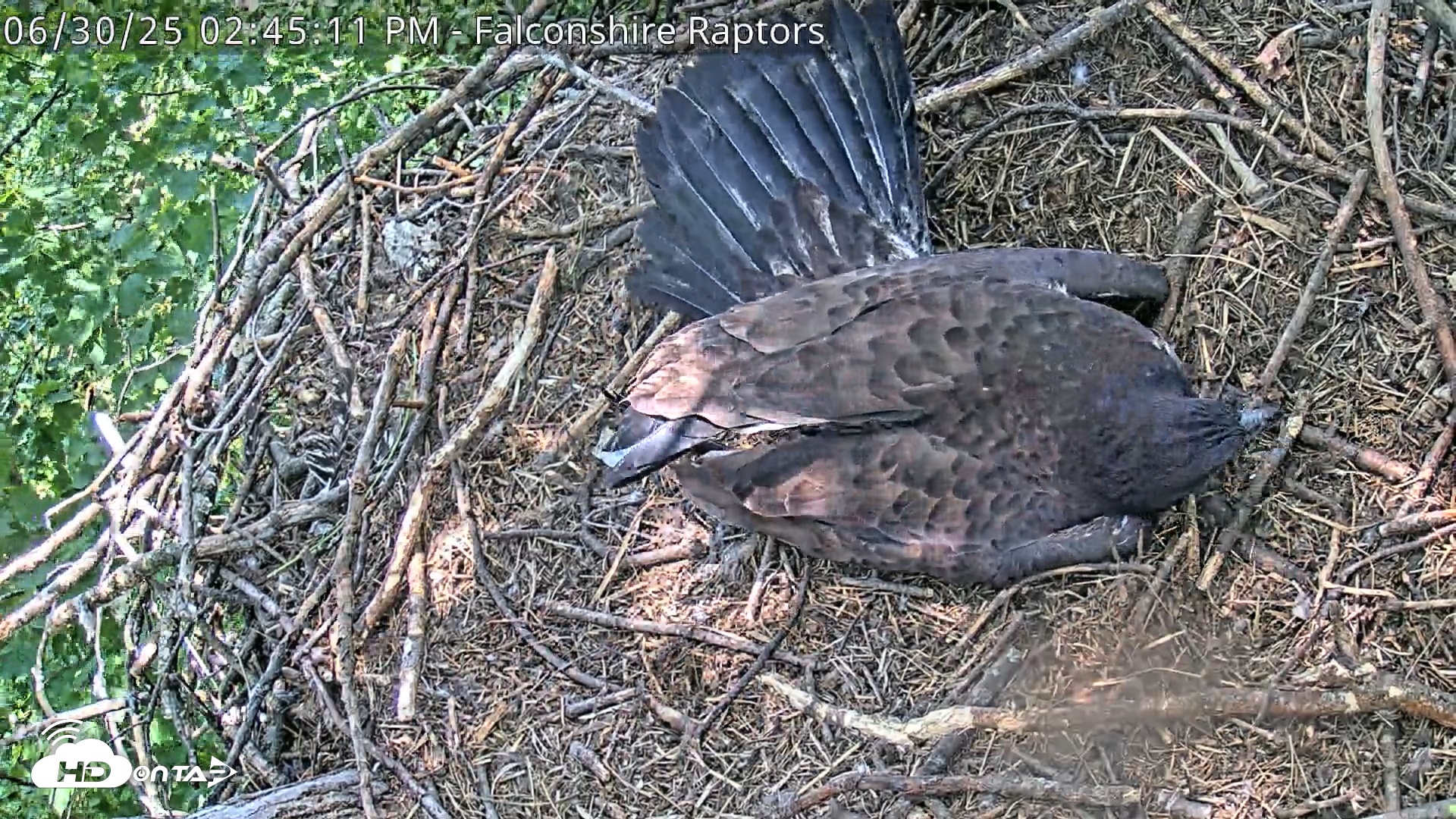 Snapshot of West Michigan Eagles Nest Live Cam taken Jun 30, 2025, 2:45pm EDT