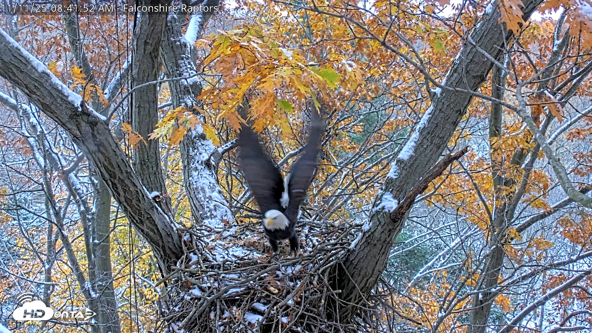 Snapshot of West Michigan Eagles Nest Live Cam taken Nov 11, 2025, 8:34am EST