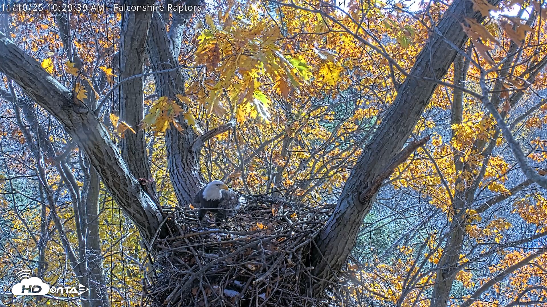 Snapshot of West Michigan Eagles Nest Live Cam taken Nov 10, 2025, 10:22am EST
