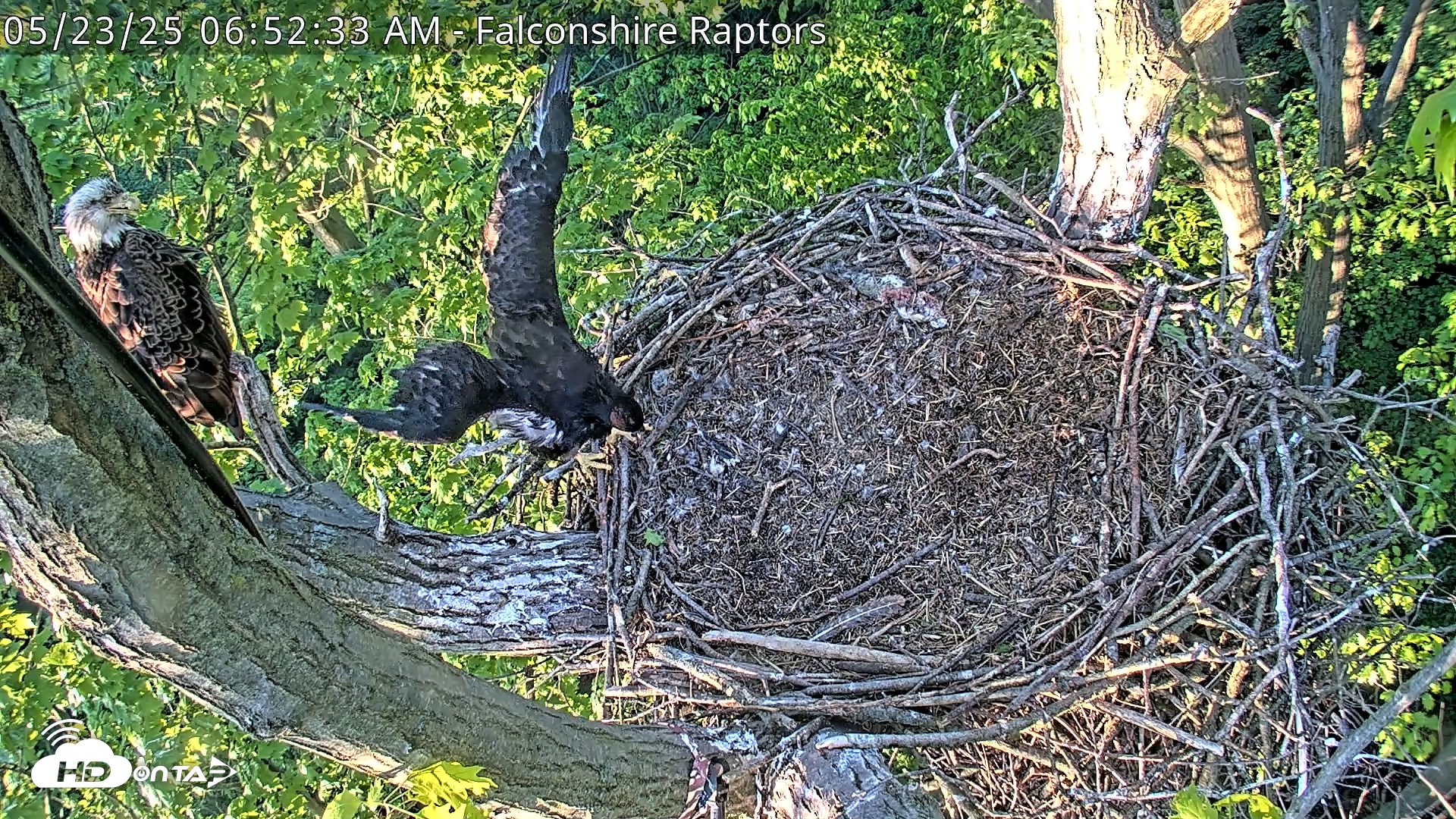 Snapshot of West Michigan Eagles Nest Live Cam taken May 23, 2025, 6:53am EDT