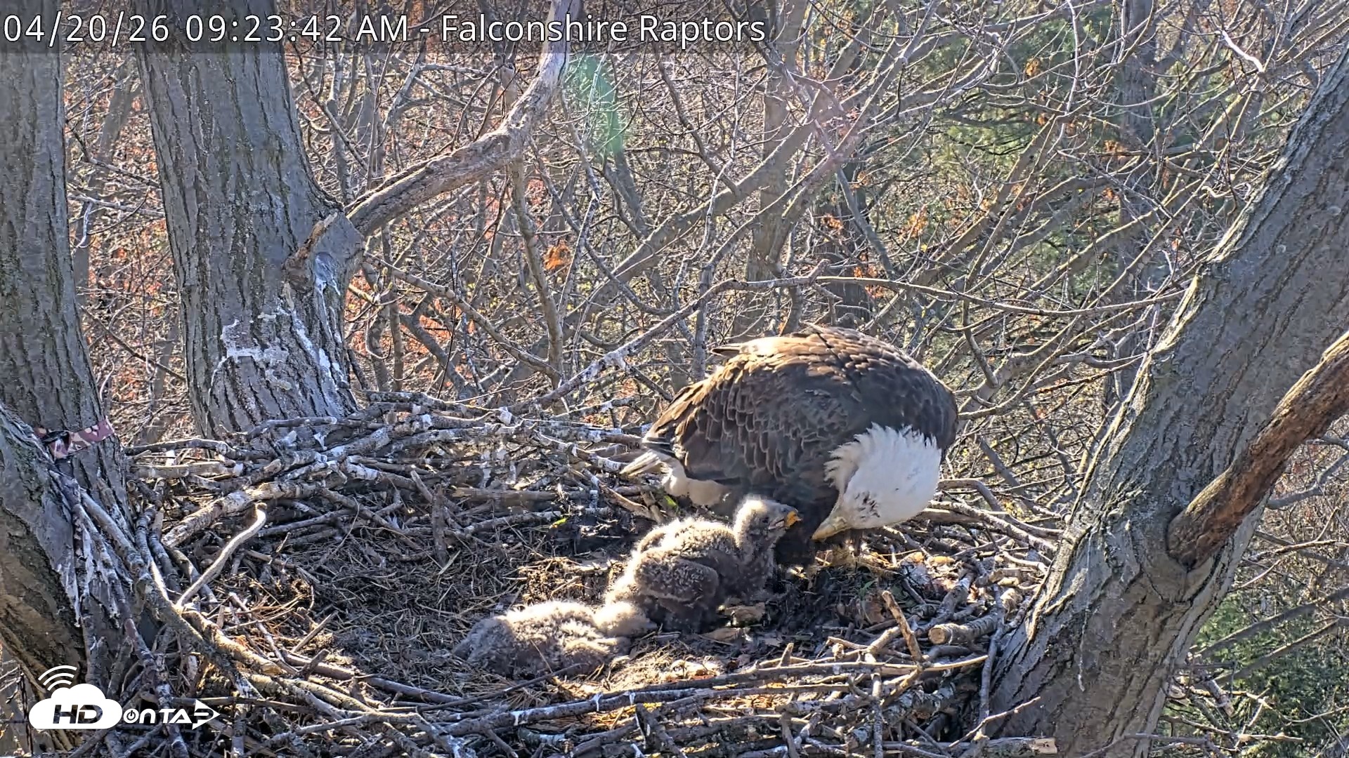 Snapshot of West Michigan Eagles Nest Live Cam taken Apr 20, 2026, 9:32am EDT