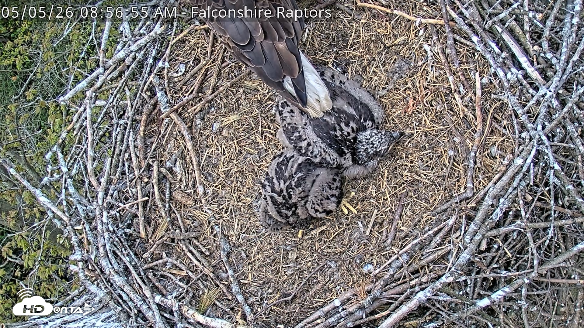 Snapshot of West Michigan Eagles Nest Live Cam taken May 5, 2026, 8:58am EDT