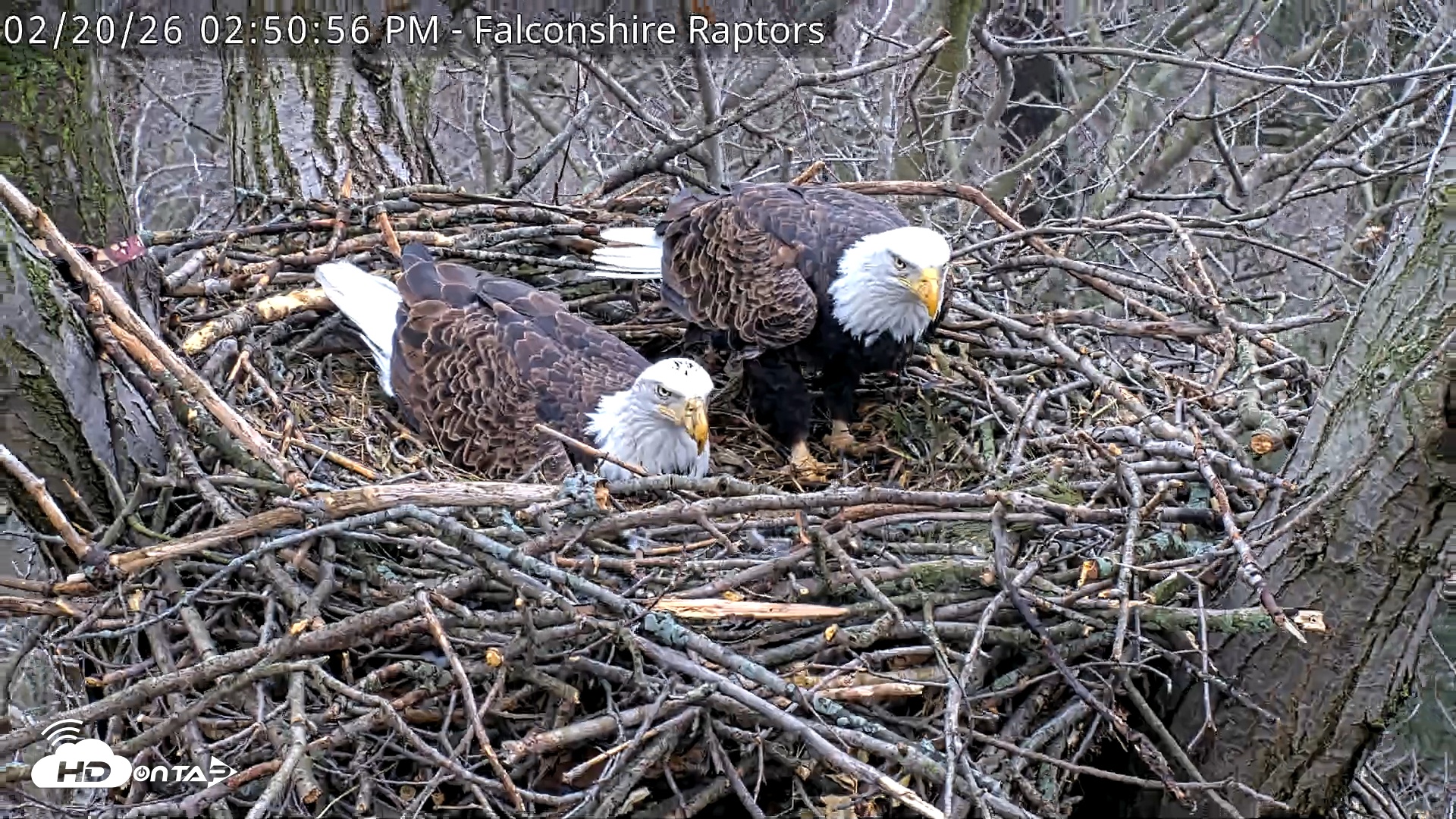 Snapshot of West Michigan Eagles Nest Live Cam taken Feb 20, 2026, 2:51pm EST