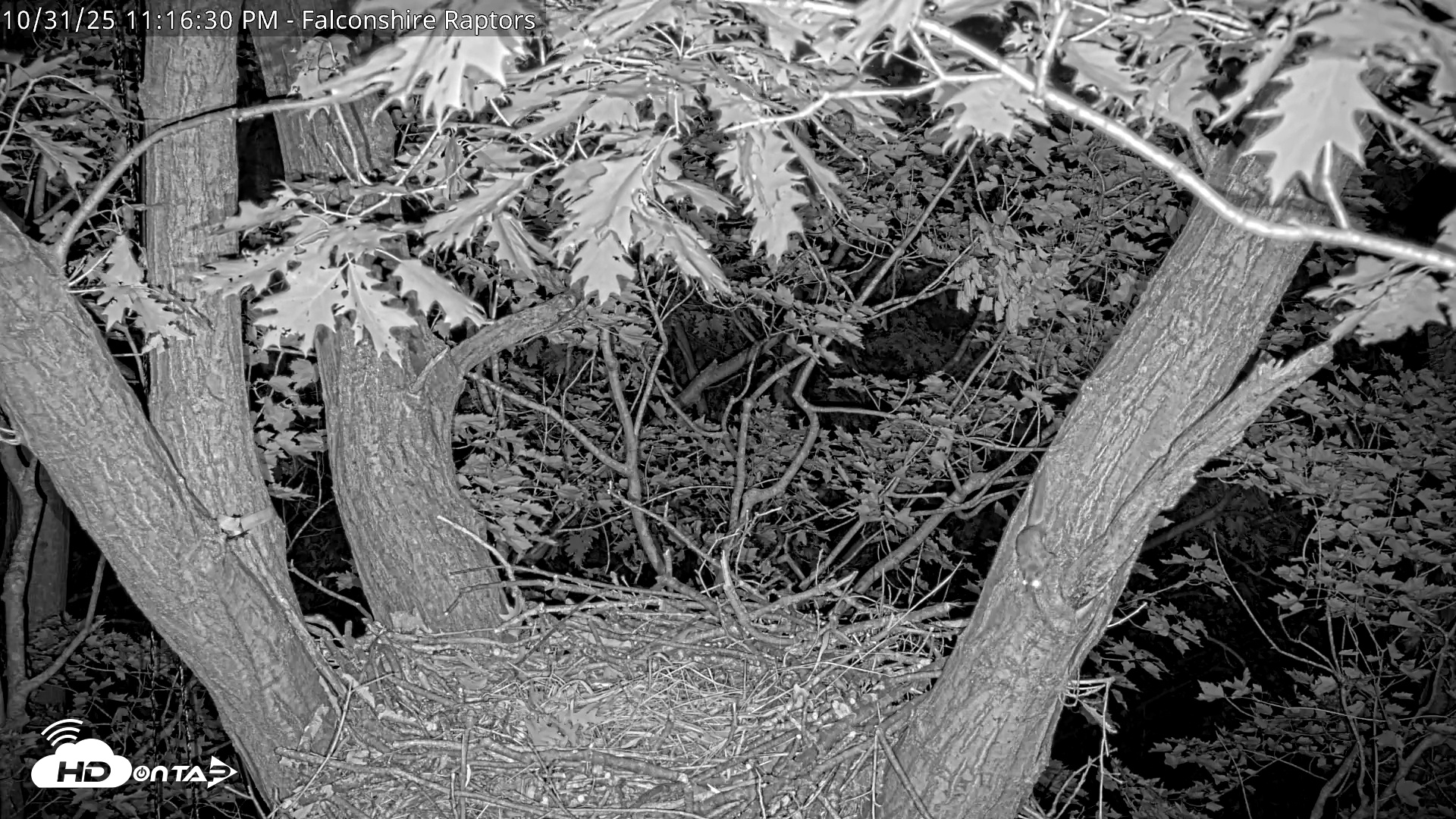 Snapshot of West Michigan Eagles Nest Live Cam taken Oct 31, 2025, 11:09pm EDT