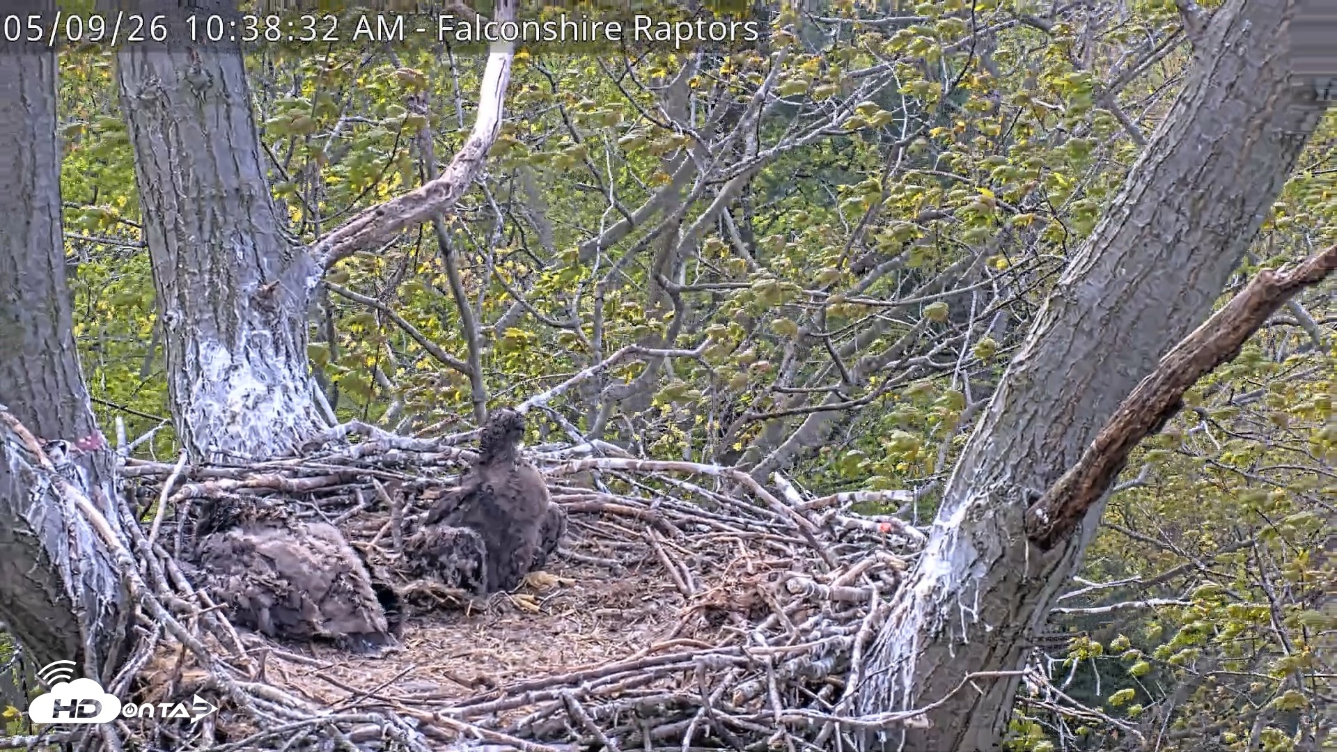 Snapshot of West Michigan Eagles Nest Live Cam taken May 9, 2026, 10:39am EDT