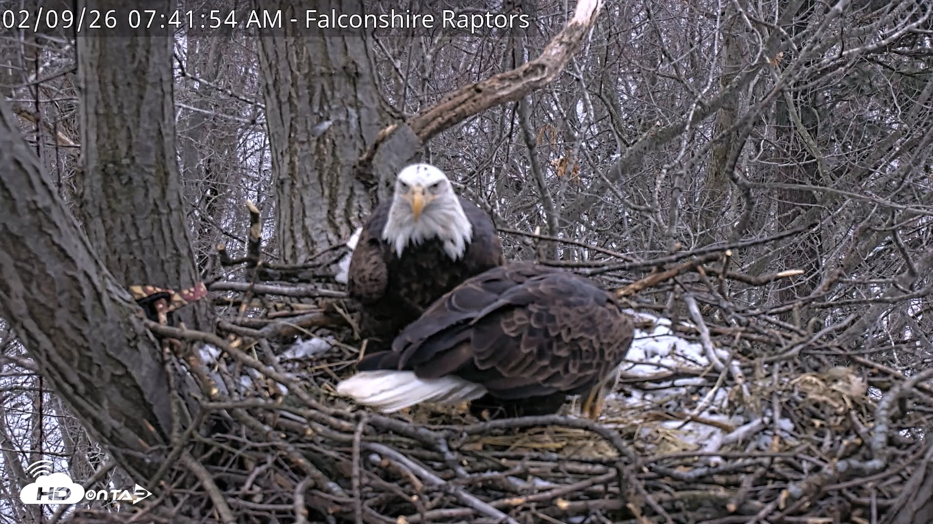 Snapshot of West Michigan Eagles Nest Live Cam taken Feb 9, 2026, 7:43am EST