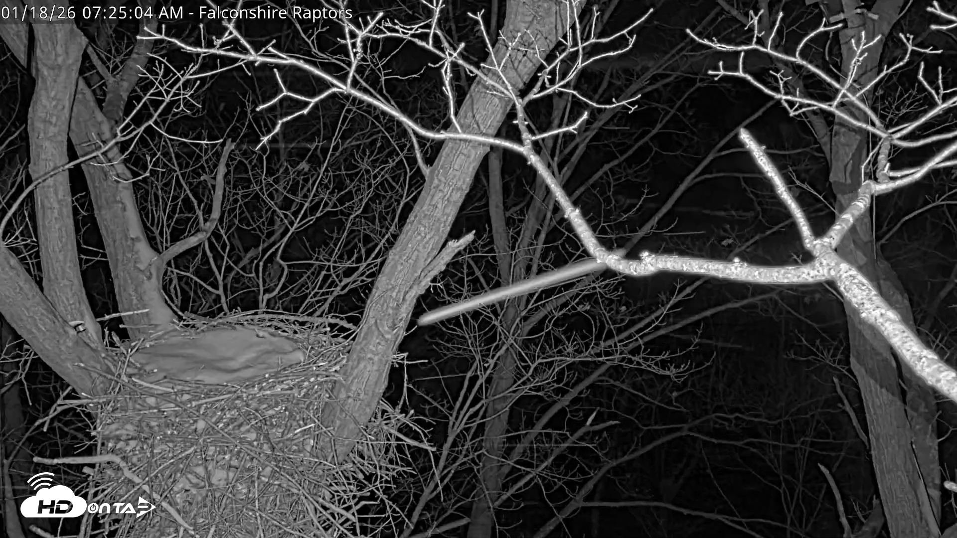 Snapshot of West Michigan Eagles Nest Live Cam taken Jan 18, 2026, 7:25am EST