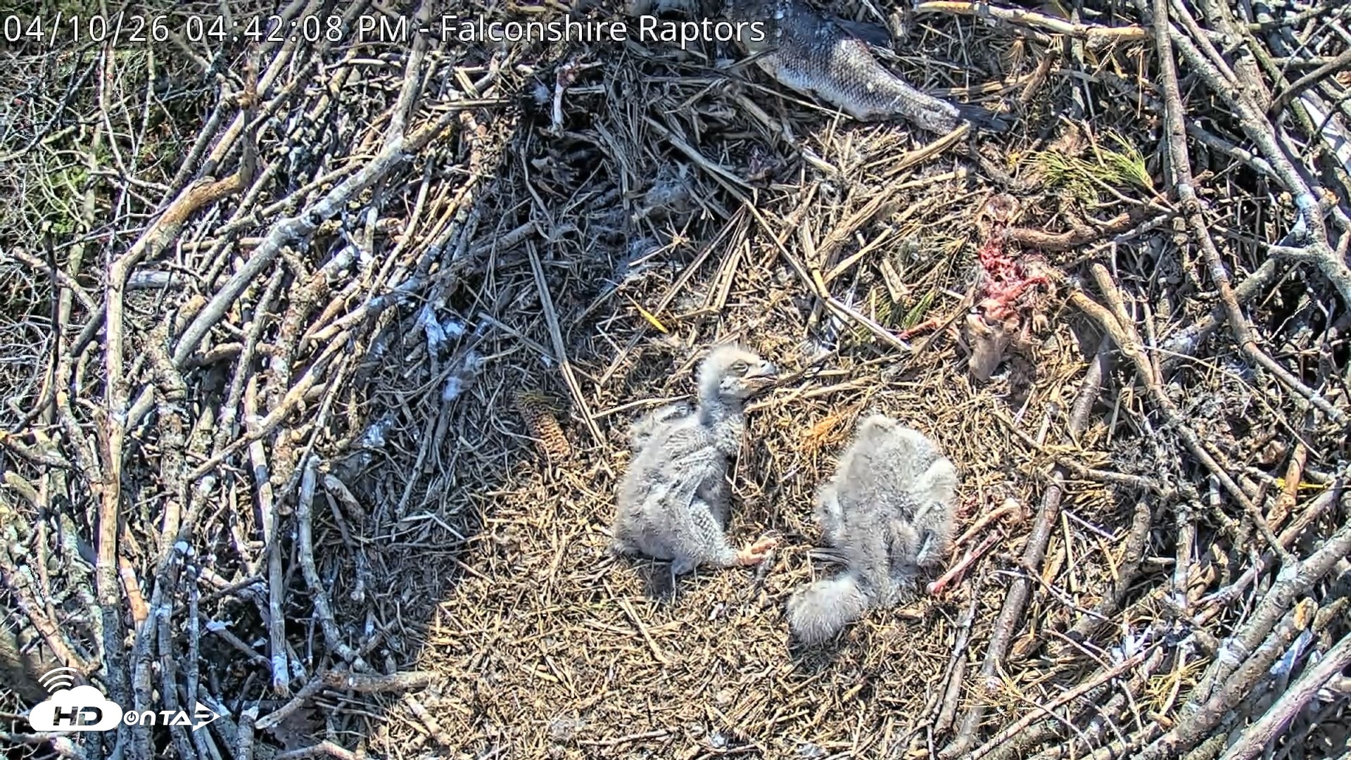 Snapshot of West Michigan Eagles Nest Live Cam taken Apr 10, 2026, 4:44pm EDT