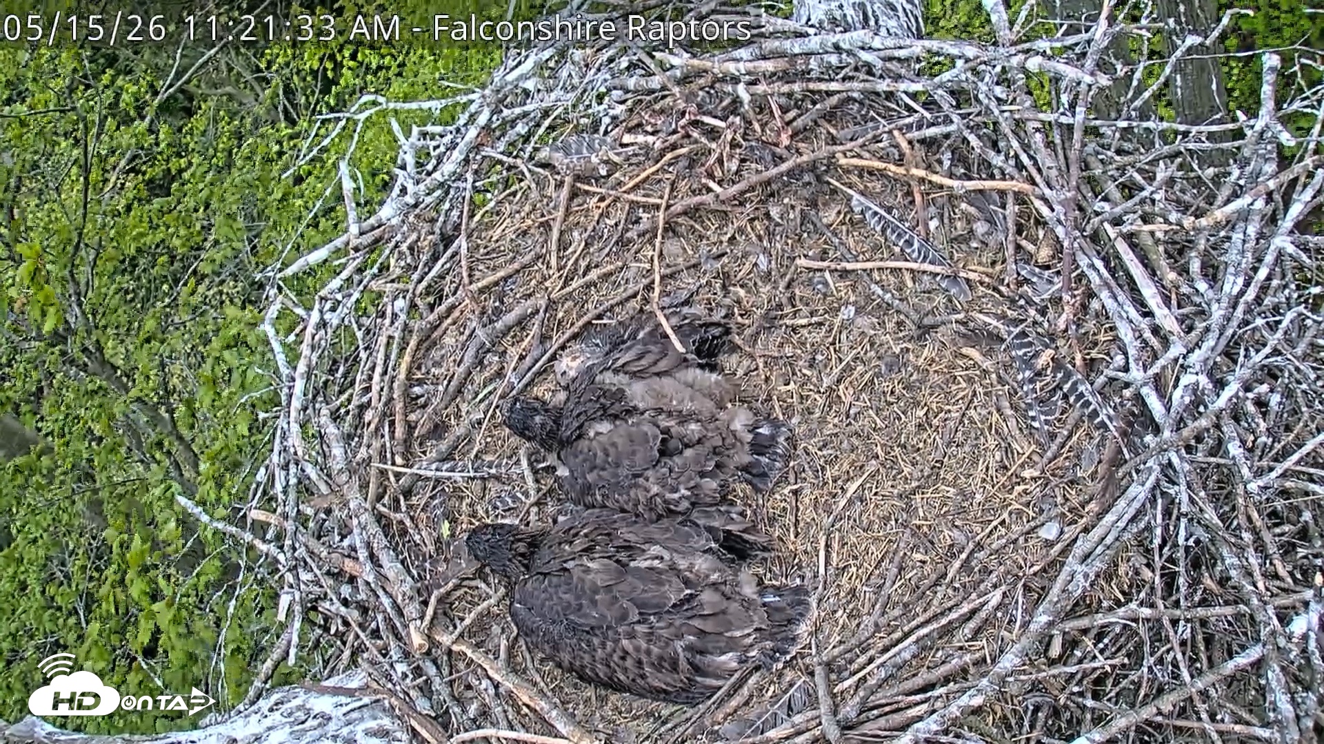 Snapshot of West Michigan Eagles Nest Live Cam taken May 15, 2026, 11:23am EDT