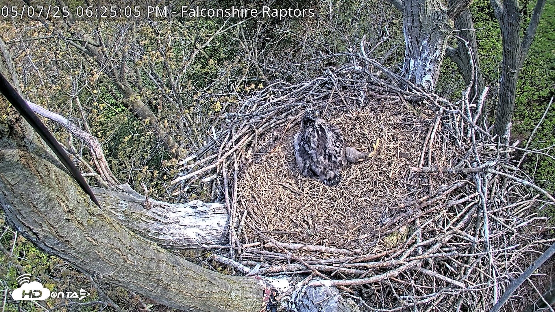 Snapshot of West Michigan Eagles Nest Live Cam taken May 7, 2025, 6:26pm EDT