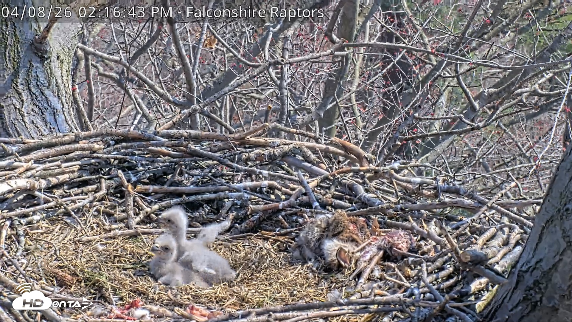 Snapshot of West Michigan Eagles Nest Live Cam taken Apr 8, 2026, 2:18pm EDT