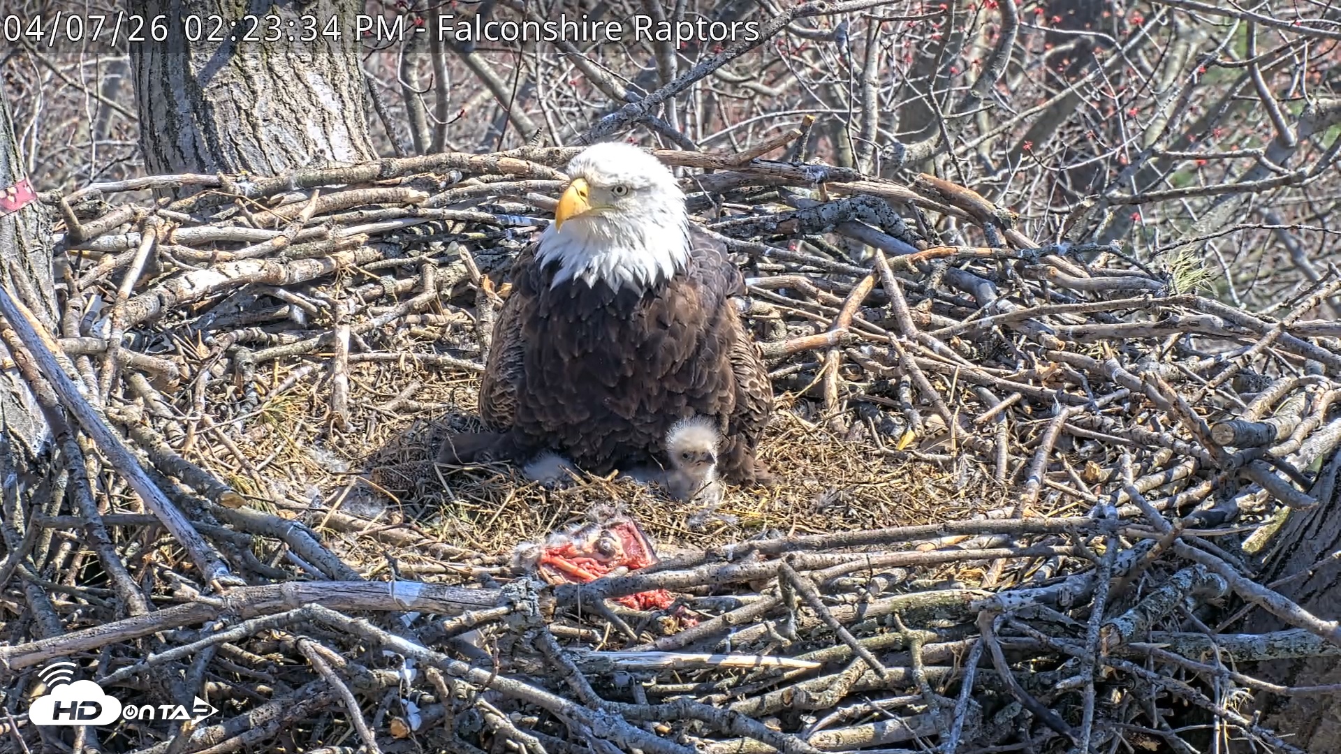 Snapshot of West Michigan Eagles Nest Live Cam taken Apr 7, 2026, 2:27pm EDT