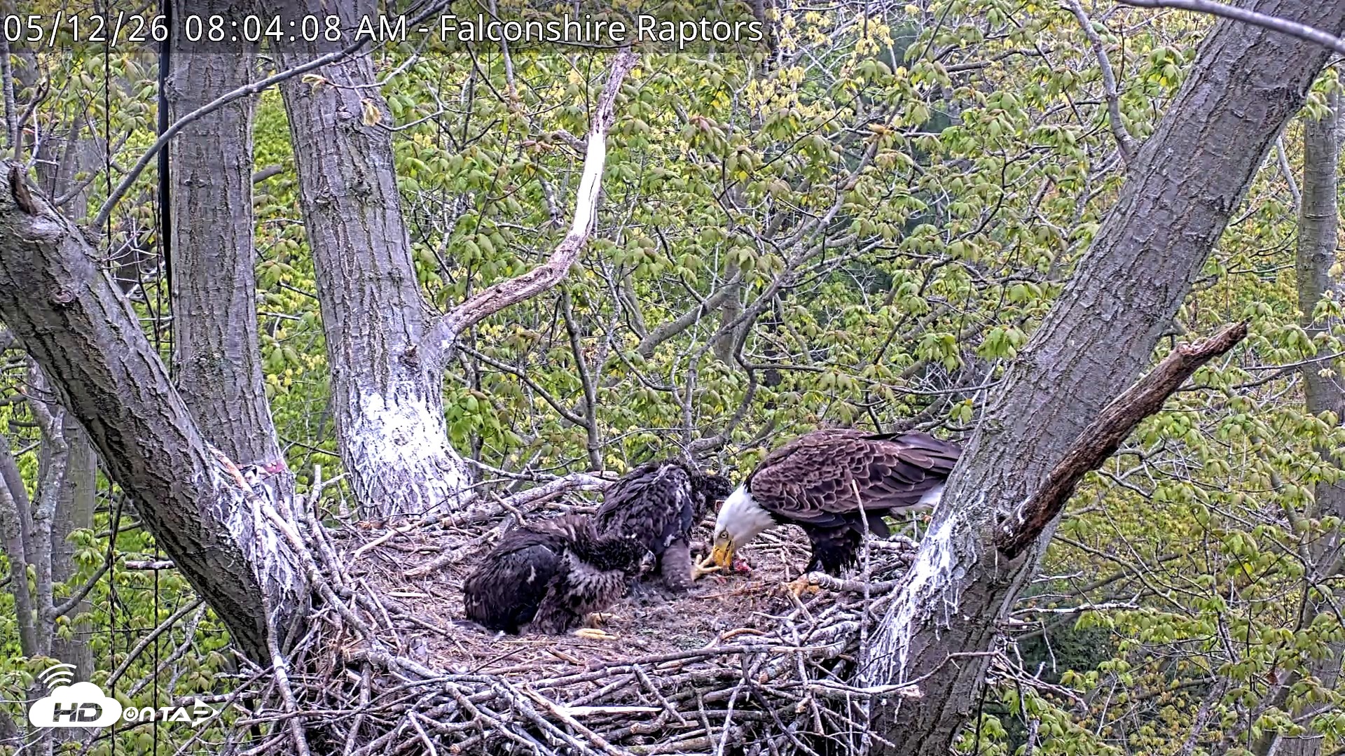 Snapshot of West Michigan Eagles Nest Live Cam taken May 12, 2026, 8:05am EDT