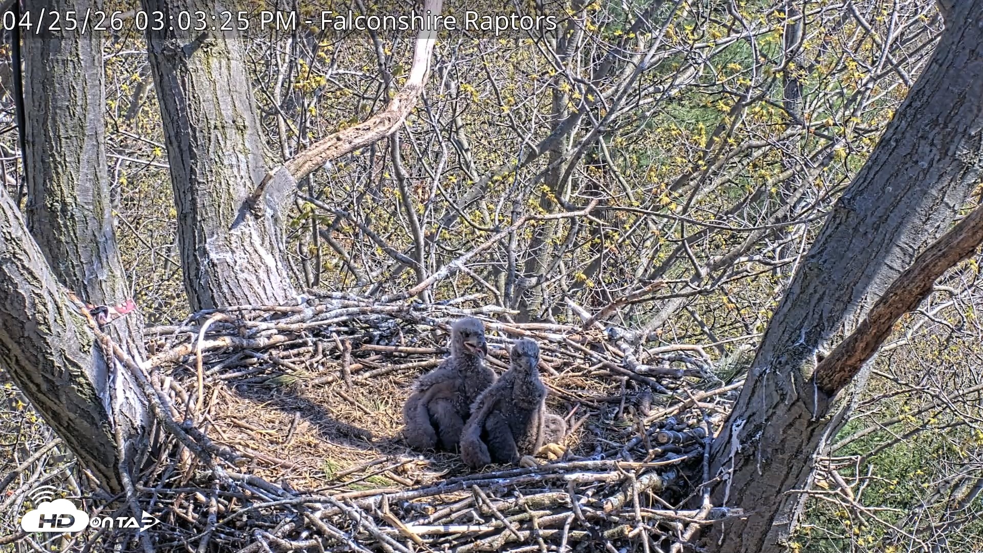 Snapshot of West Michigan Eagles Nest Live Cam taken Apr 25, 2026, 3:04pm EDT