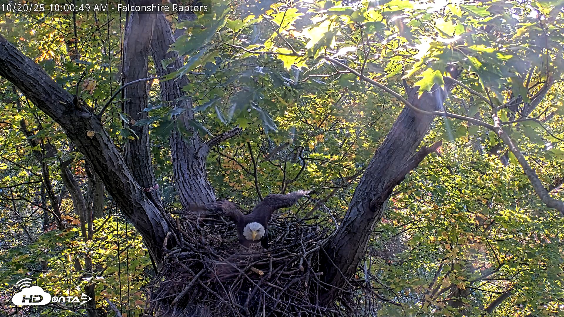 Snapshot of West Michigan Eagles Nest Live Cam taken Oct 20, 2025, 9:53am EDT