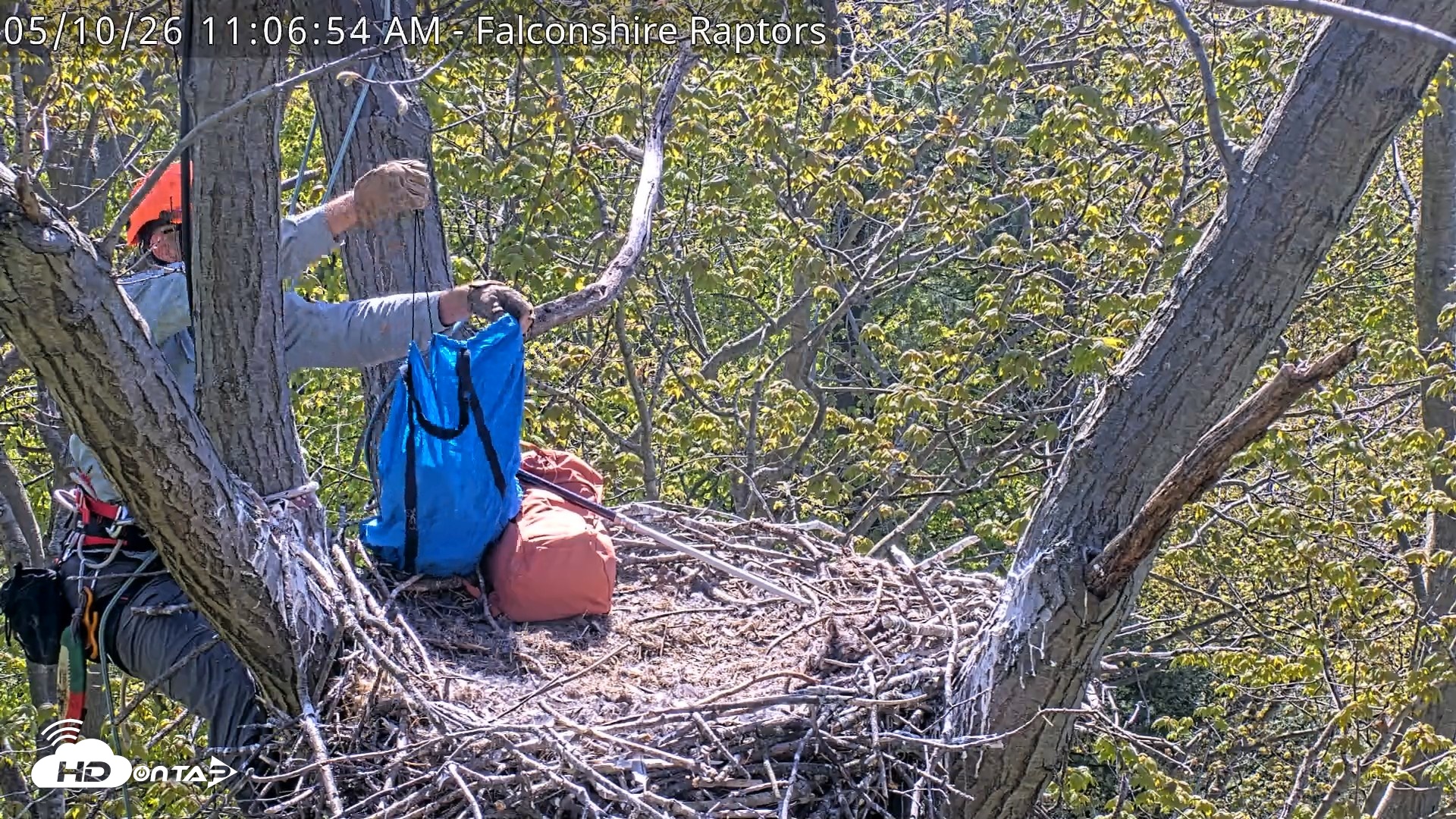 Snapshot of West Michigan Eagles Nest Live Cam taken May 10, 2026, 11:07am EDT
