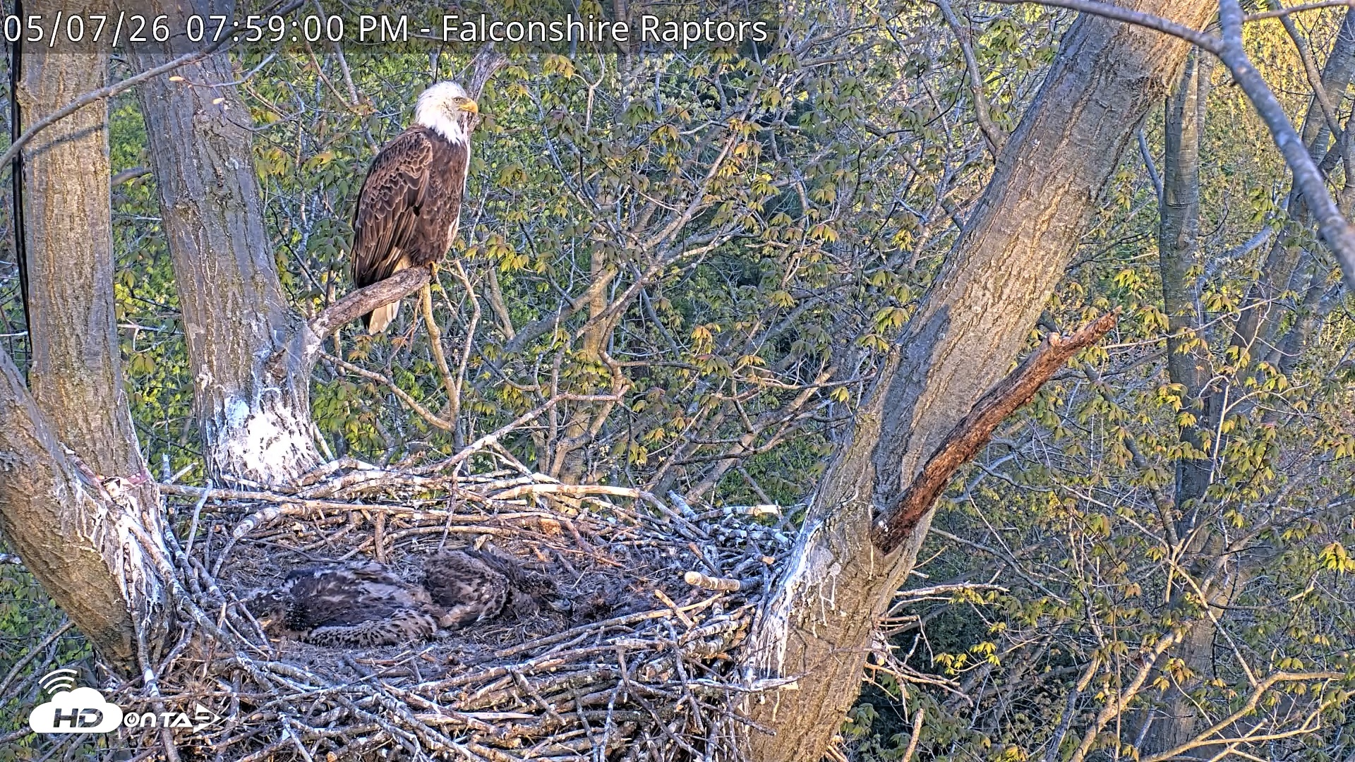 Snapshot of West Michigan Eagles Nest Live Cam taken May 7, 2026, 7:59pm EDT
