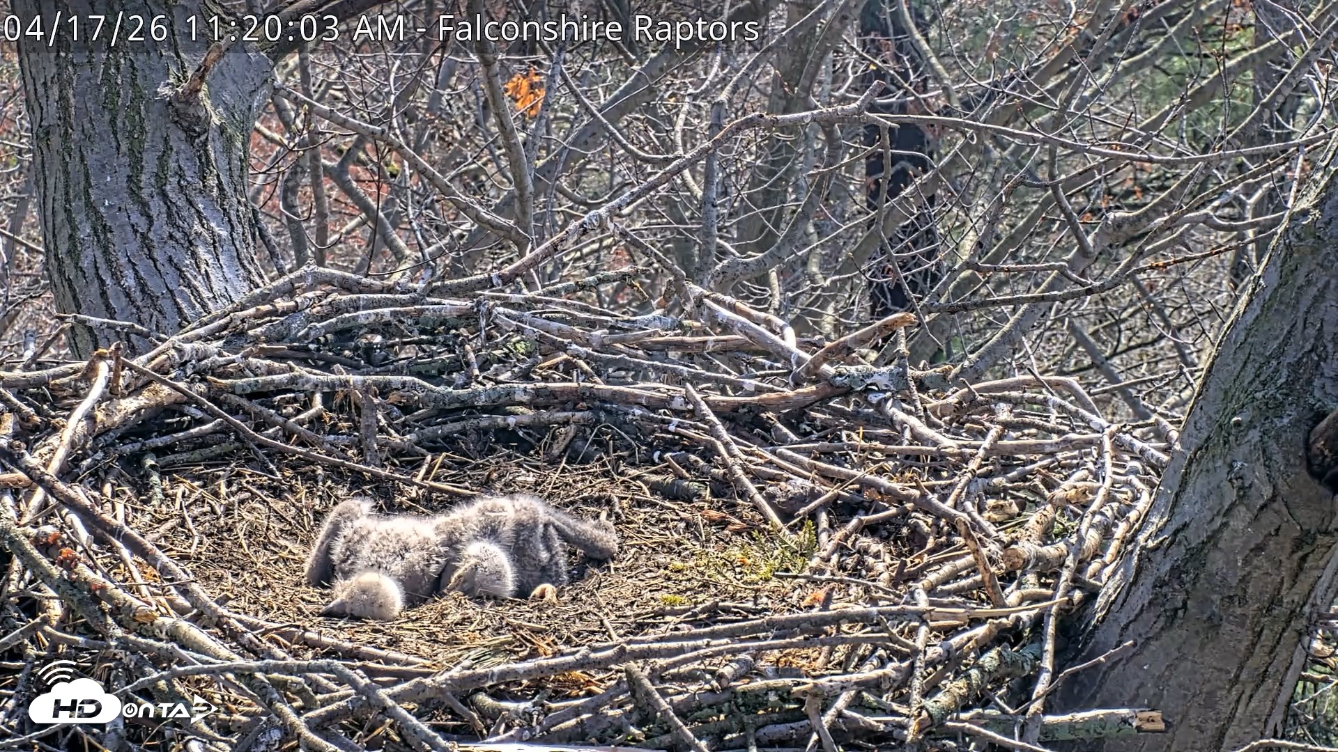 Snapshot of West Michigan Eagles Nest Live Cam taken Apr 17, 2026, 11:21am EDT