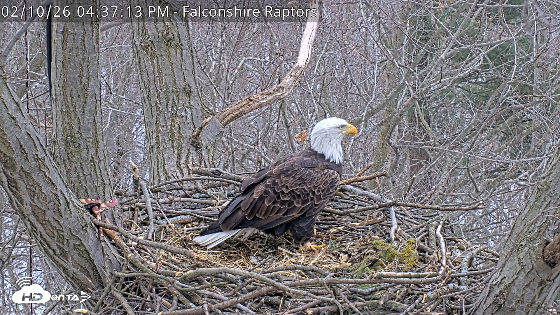 Snapshot of West Michigan Eagles Nest Live Cam taken Feb 10, 2026, 4:37pm EST