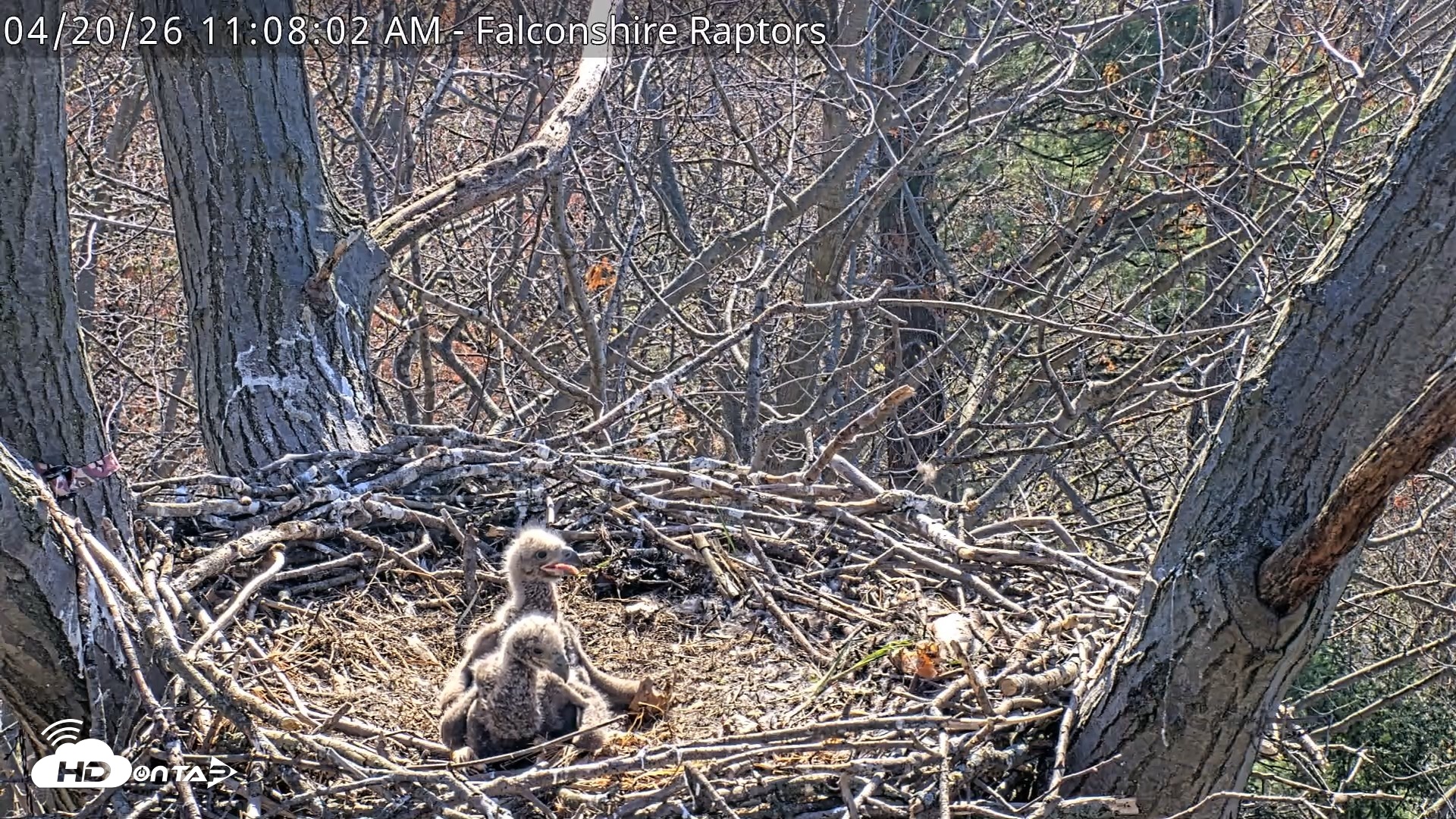 Snapshot of West Michigan Eagles Nest Live Cam taken Apr 20, 2026, 12:43pm EDT