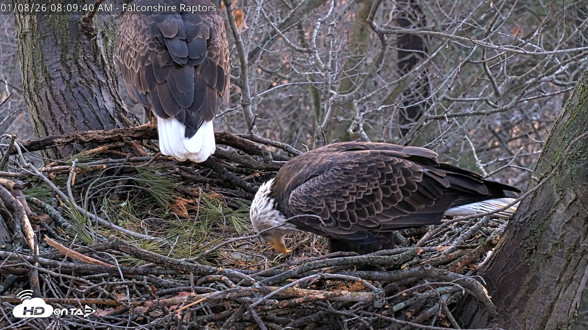 Snapshot of West Michigan Eagles Nest Live Cam taken Jan 8, 2026, 8:10am EST