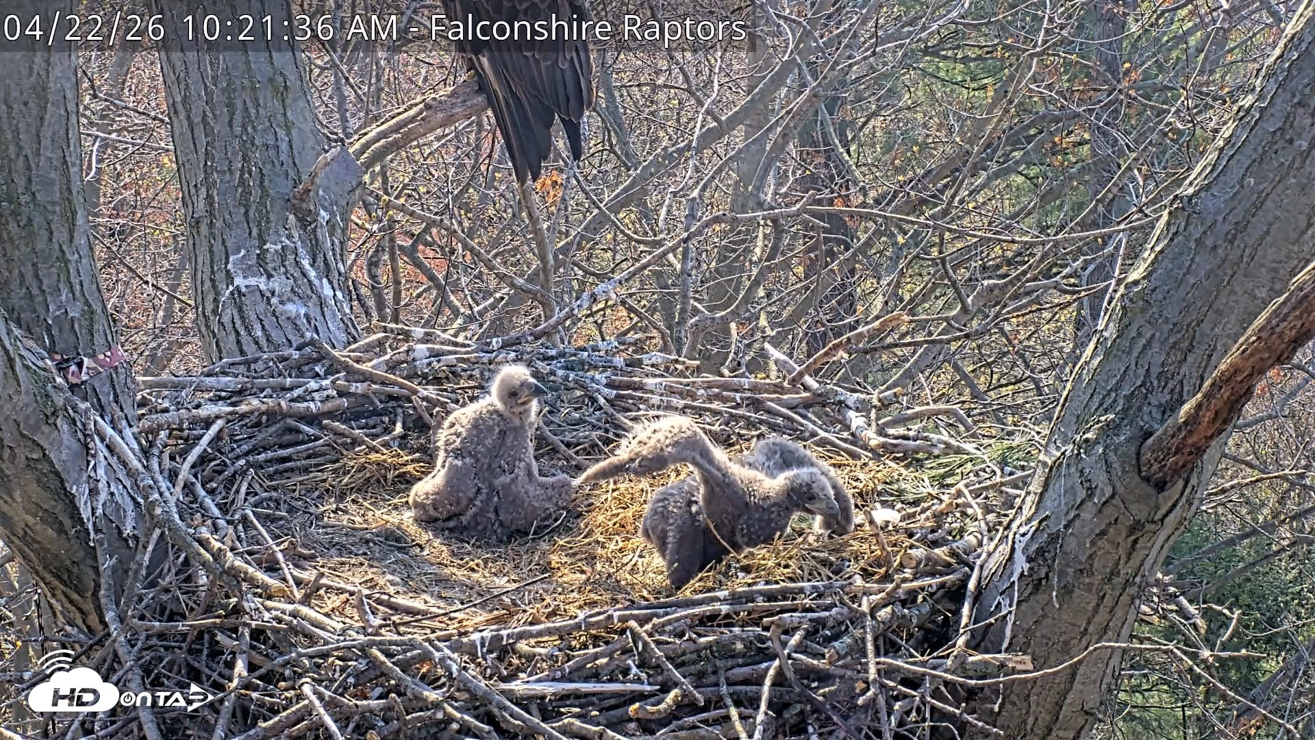 Snapshot of West Michigan Eagles Nest Live Cam taken Apr 22, 2026, 10:22am EDT