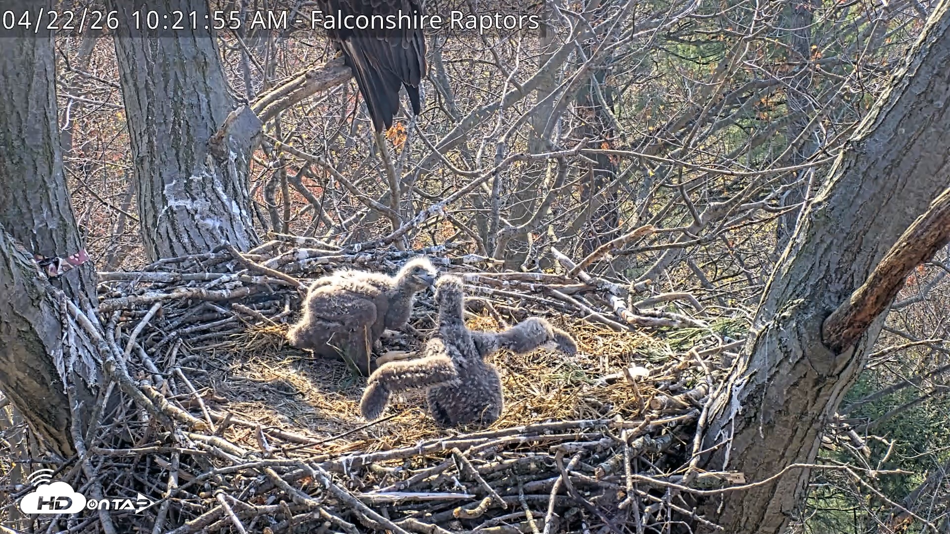 Snapshot of West Michigan Eagles Nest Live Cam taken Apr 22, 2026, 10:23am EDT