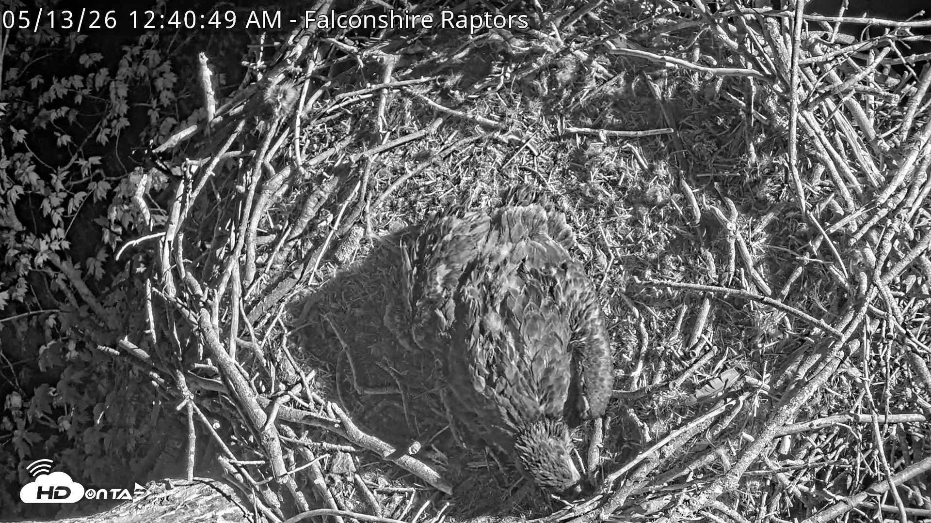Snapshot of West Michigan Eagles Nest Live Cam taken May 13, 2026, 12:44am EDT