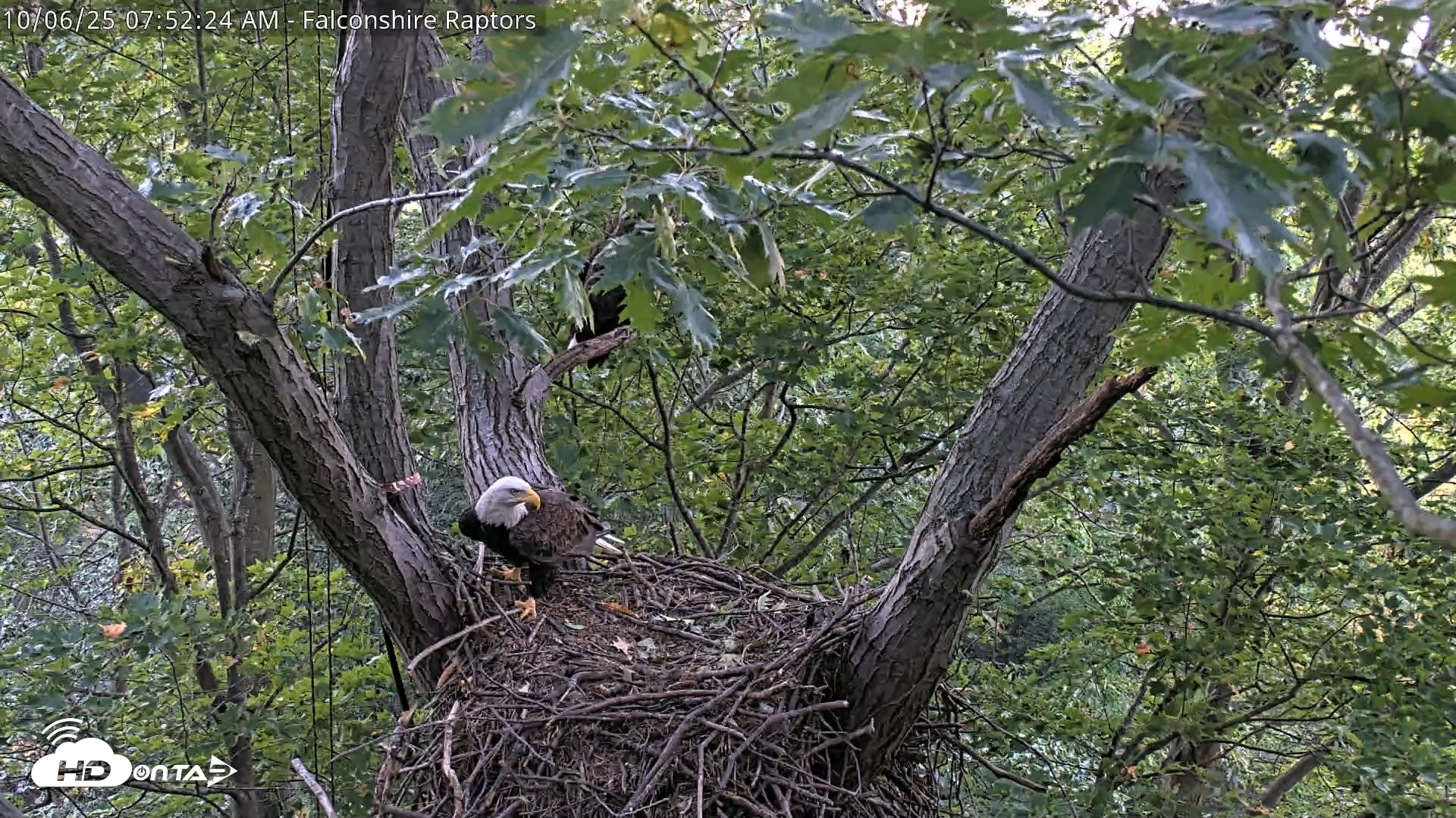 Snapshot of West Michigan Eagles Nest Live Cam taken Oct 6, 2025, 7:45am EDT