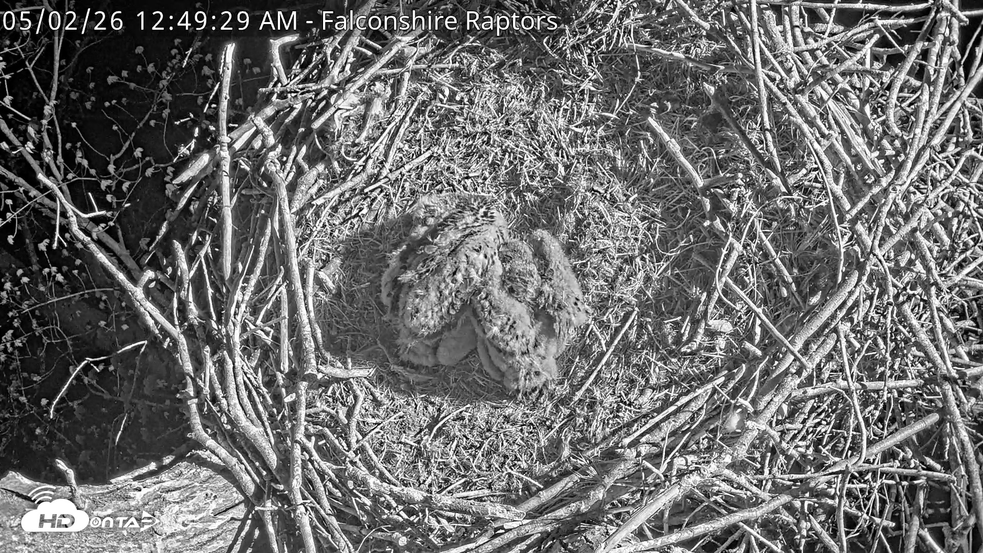 Snapshot of West Michigan Eagles Nest Live Cam taken May 2, 2026, 12:51am EDT