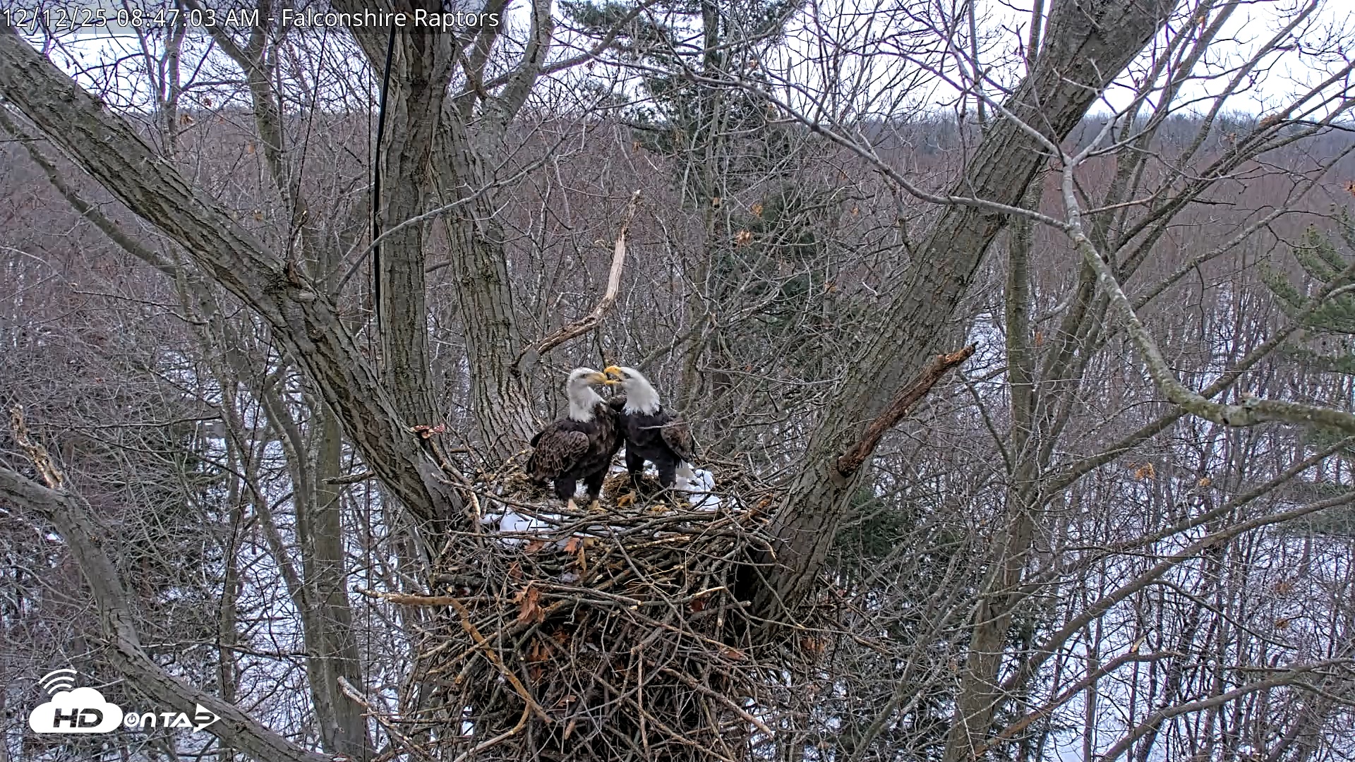 Snapshot of West Michigan Eagles Nest Live Cam taken Dec 12, 2025, 8:47am EST