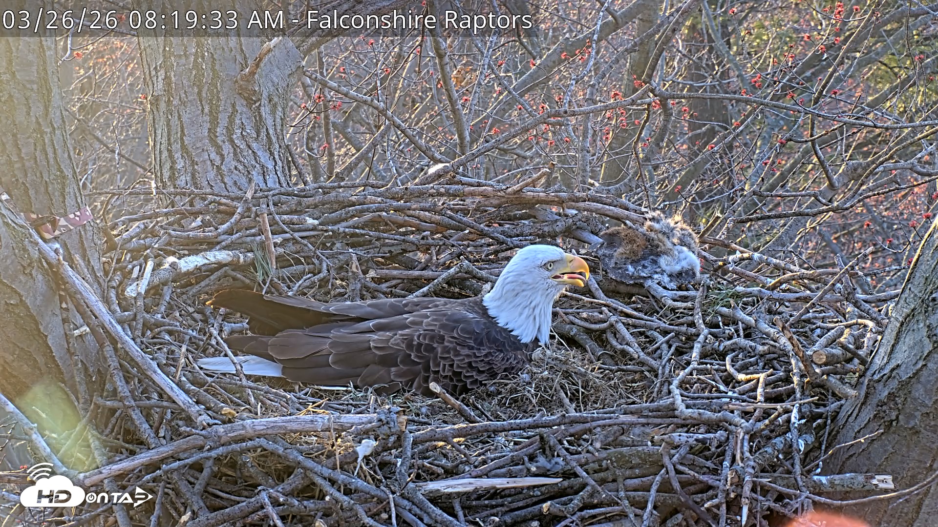 Snapshot of West Michigan Eagles Nest Live Cam taken Mar 26, 2026, 8:20am EDT