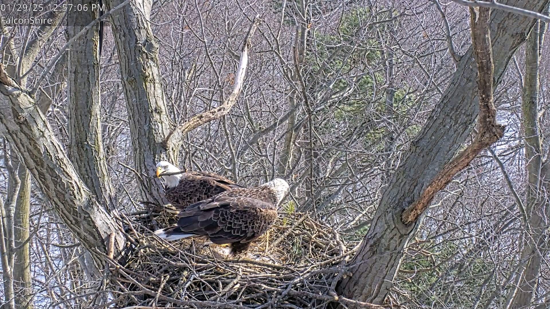 Snapshot of West Michigan Eagles Nest Live Cam taken Jan 29, 2025, 12:53pm EST