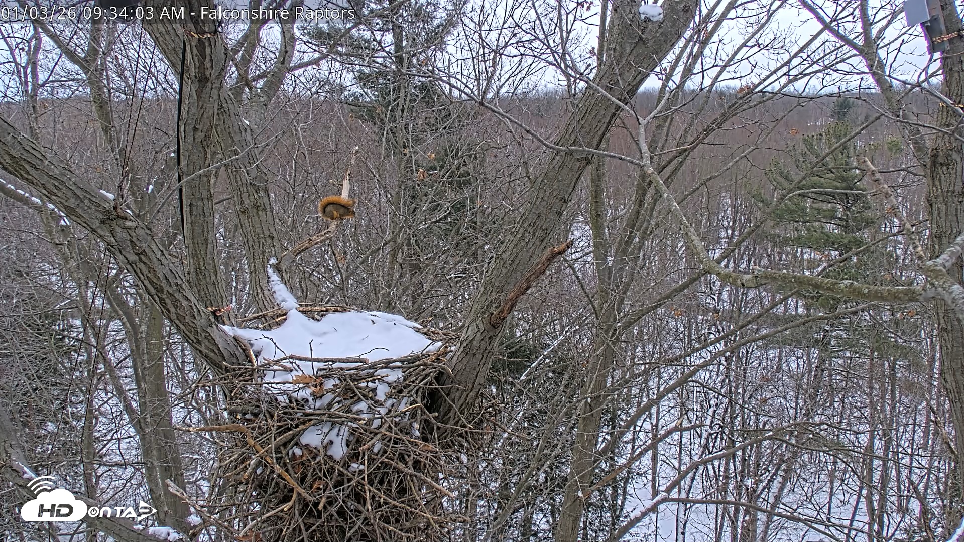 Snapshot of West Michigan Eagles Nest Live Cam taken Jan 3, 2026, 9:34am EST