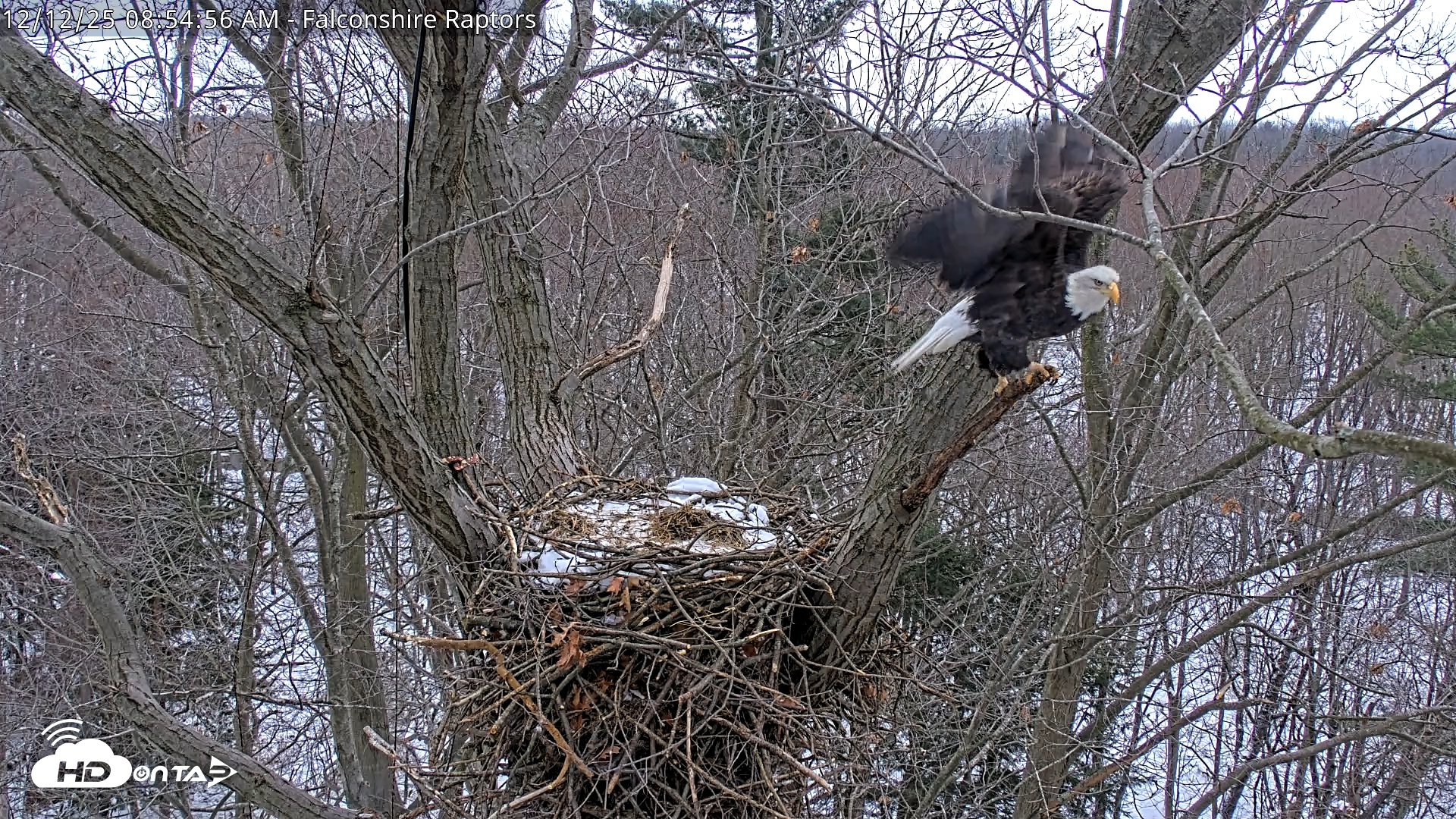 Snapshot of West Michigan Eagles Nest Live Cam taken Dec 12, 2025, 8:55am EST