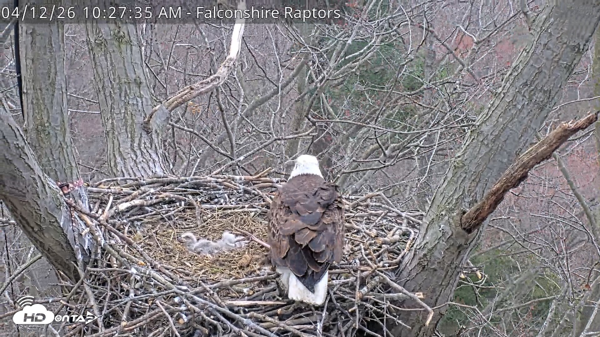 Snapshot of West Michigan Eagles Nest Live Cam taken Apr 12, 2026, 10:28am EDT