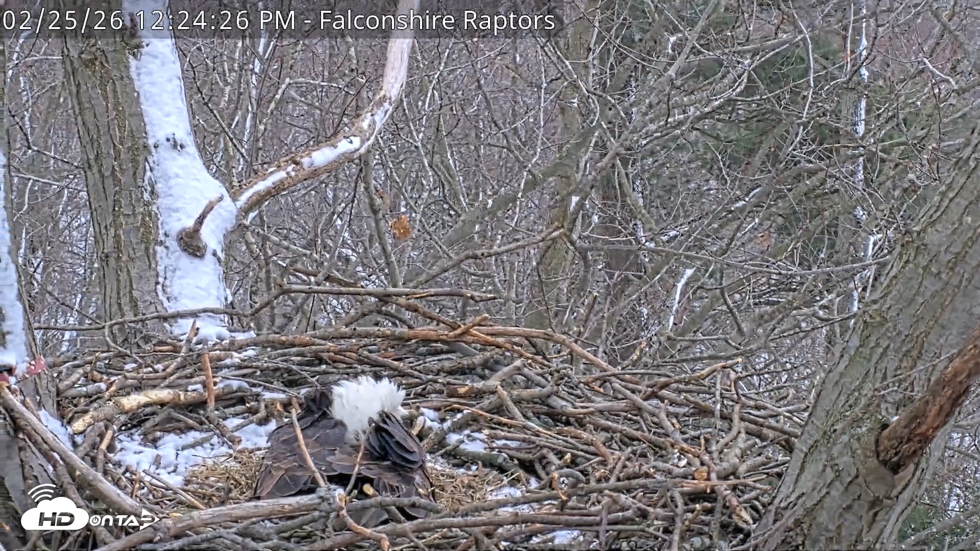 Snapshot of West Michigan Eagles Nest Live Cam taken Feb 25, 2026, 12:25pm EST