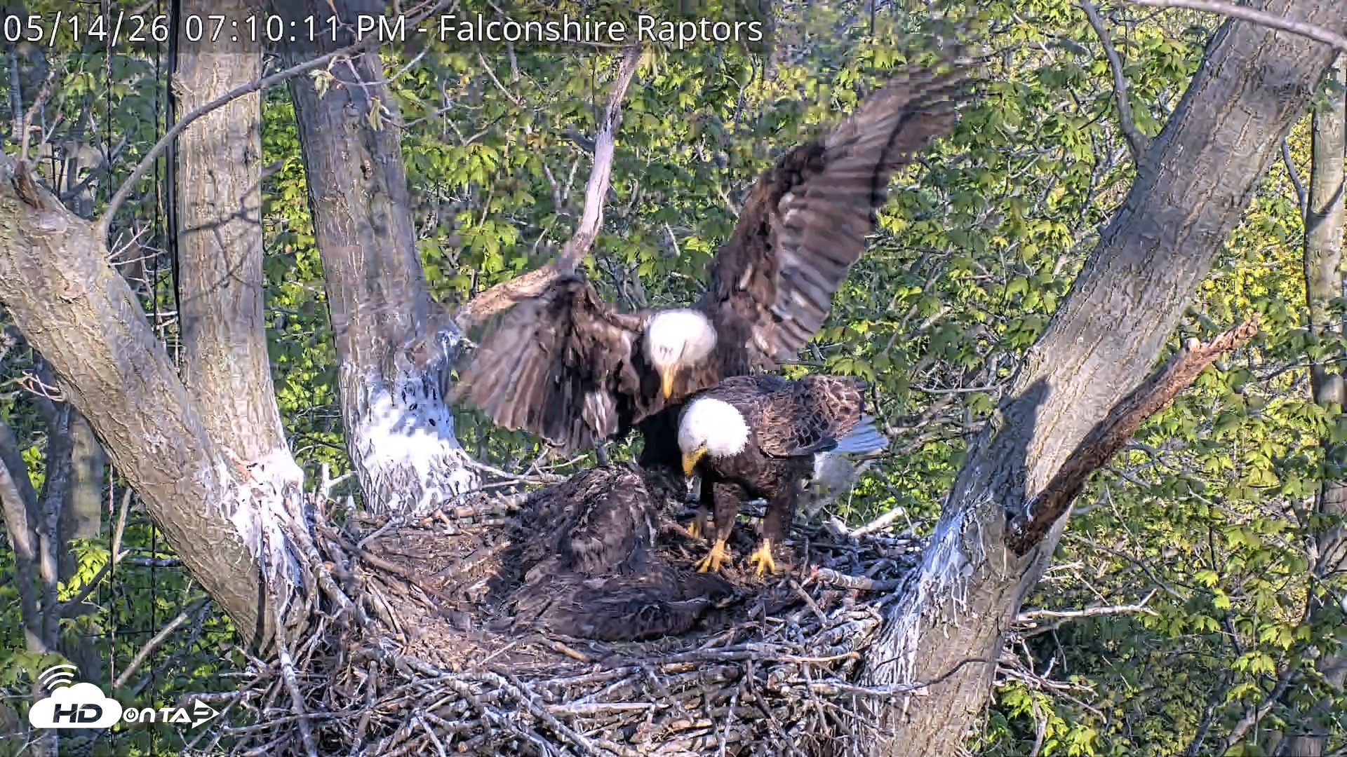 Snapshot of West Michigan Eagles Nest Live Cam taken May 14, 2026, 7:11pm EDT