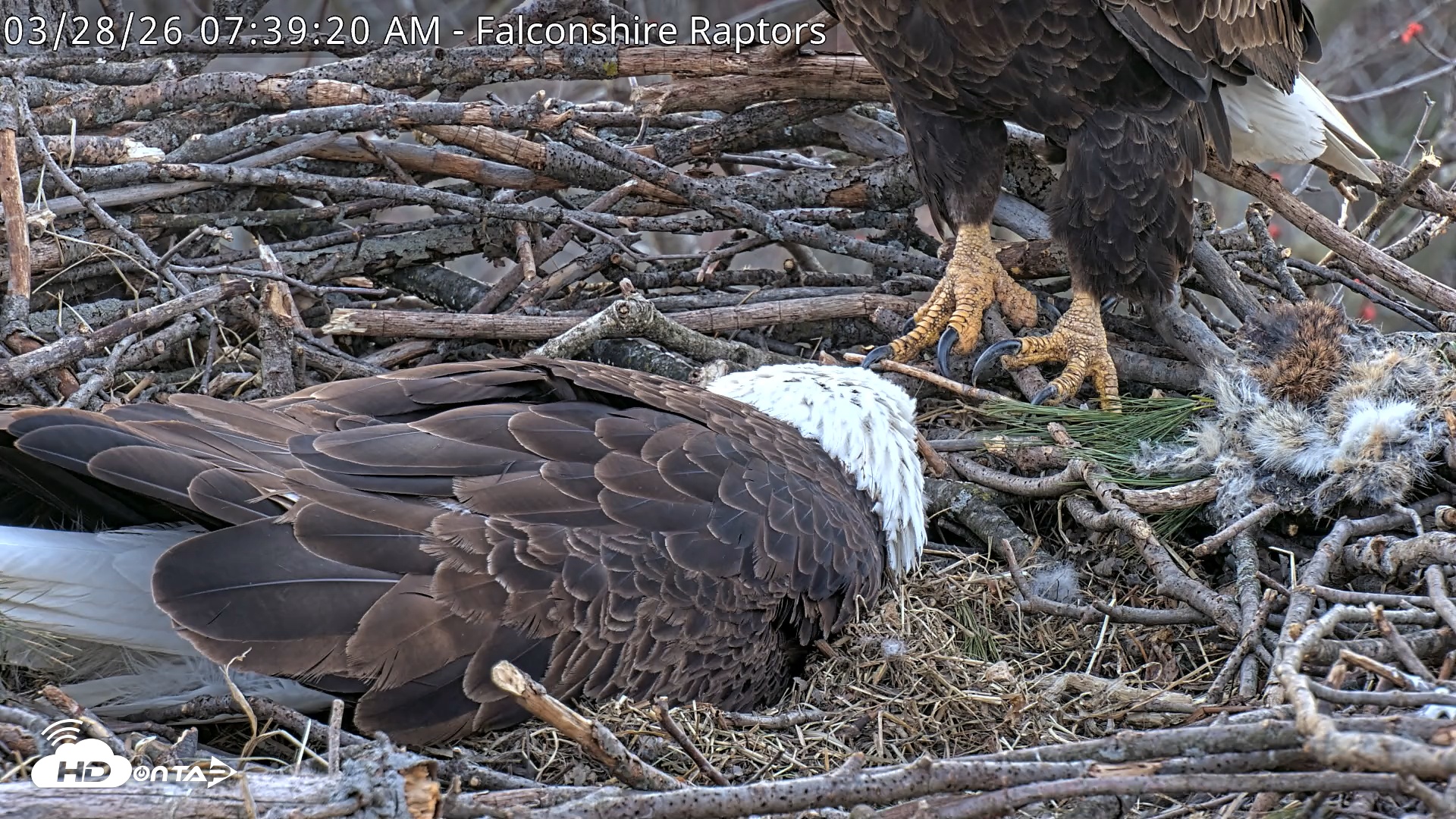 Snapshot of West Michigan Eagles Nest Live Cam taken Mar 28, 2026, 7:39am EDT