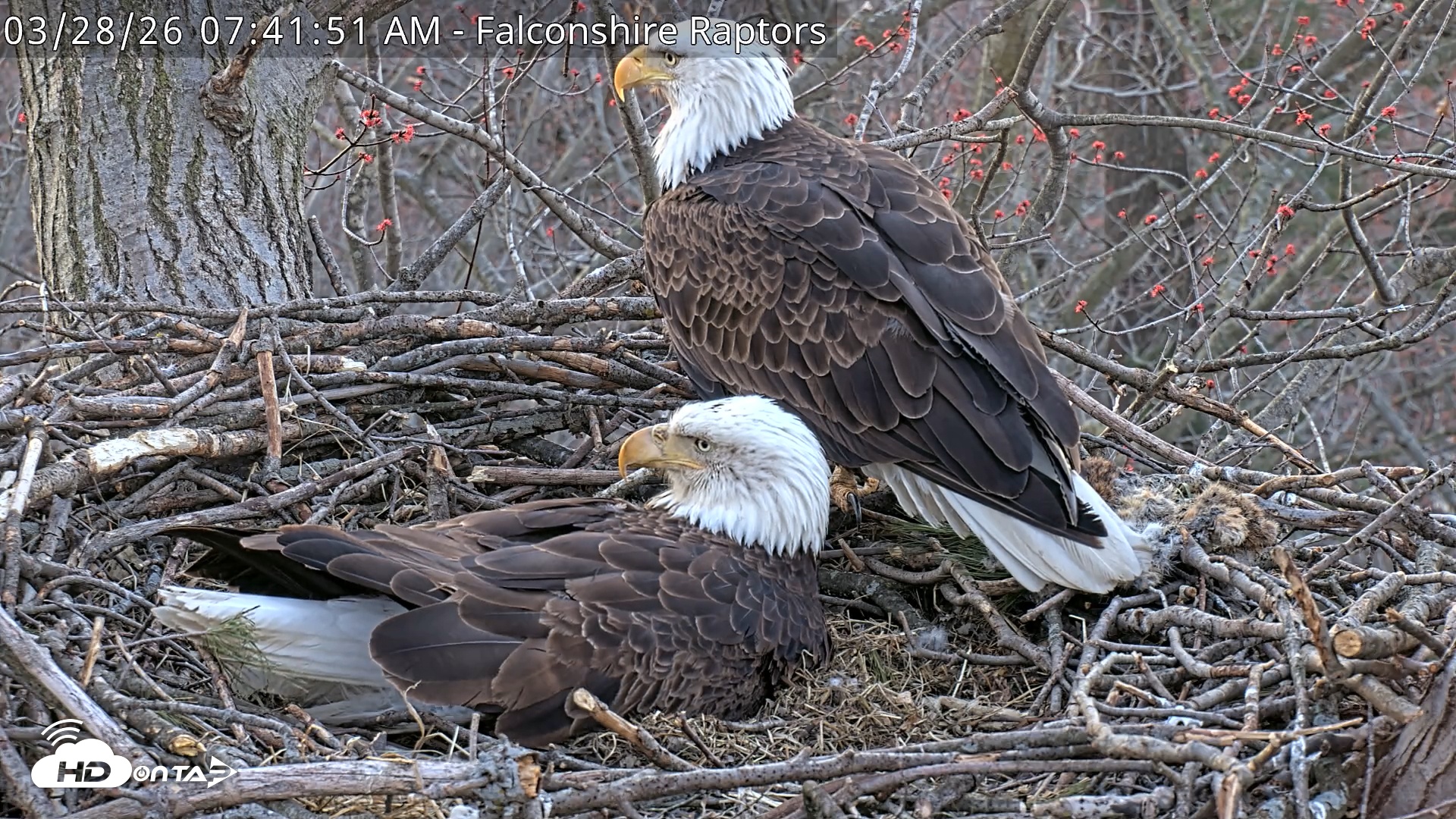 Snapshot of West Michigan Eagles Nest Live Cam taken Mar 28, 2026, 7:42am EDT