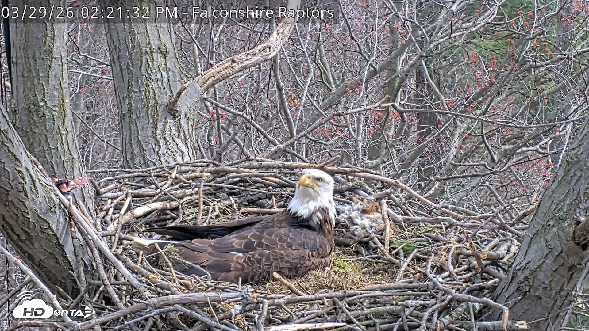 Snapshot of West Michigan Eagles Nest Live Cam taken Mar 29, 2026, 2:22pm EDT