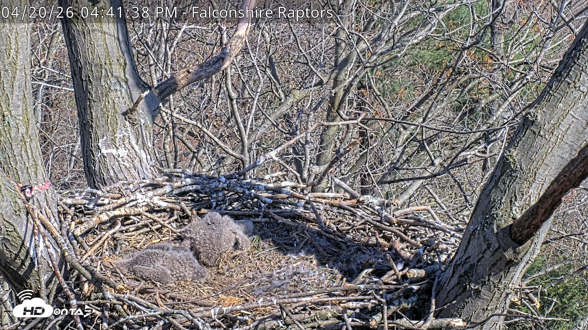 Snapshot of West Michigan Eagles Nest Live Cam taken Apr 20, 2026, 4:43pm EDT