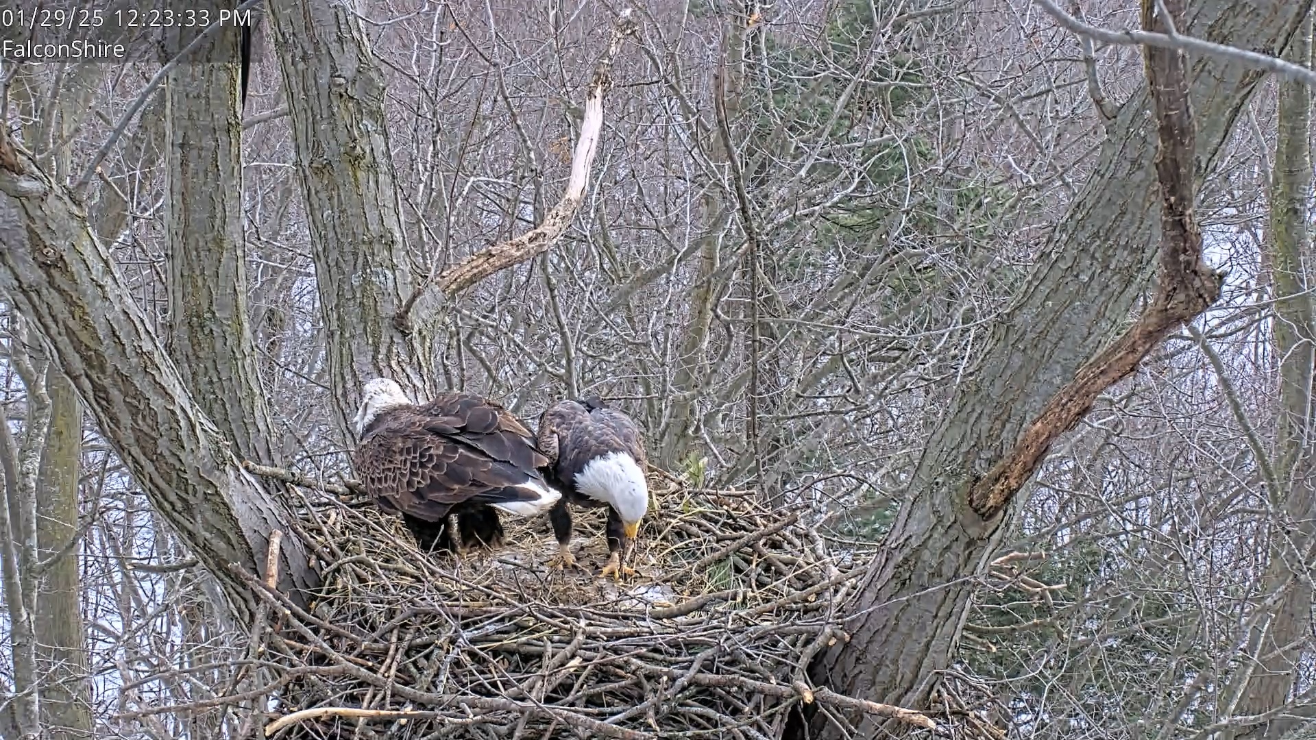 Snapshot of West Michigan Eagles Nest Live Cam taken Jan 29, 2025, 12:20pm EST