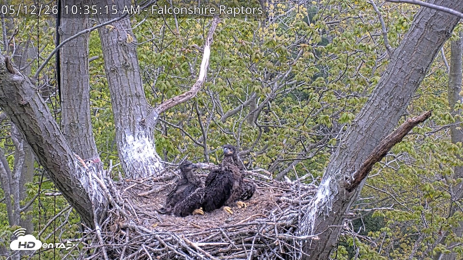 Snapshot of West Michigan Eagles Nest Live Cam taken May 12, 2026, 10:36am EDT