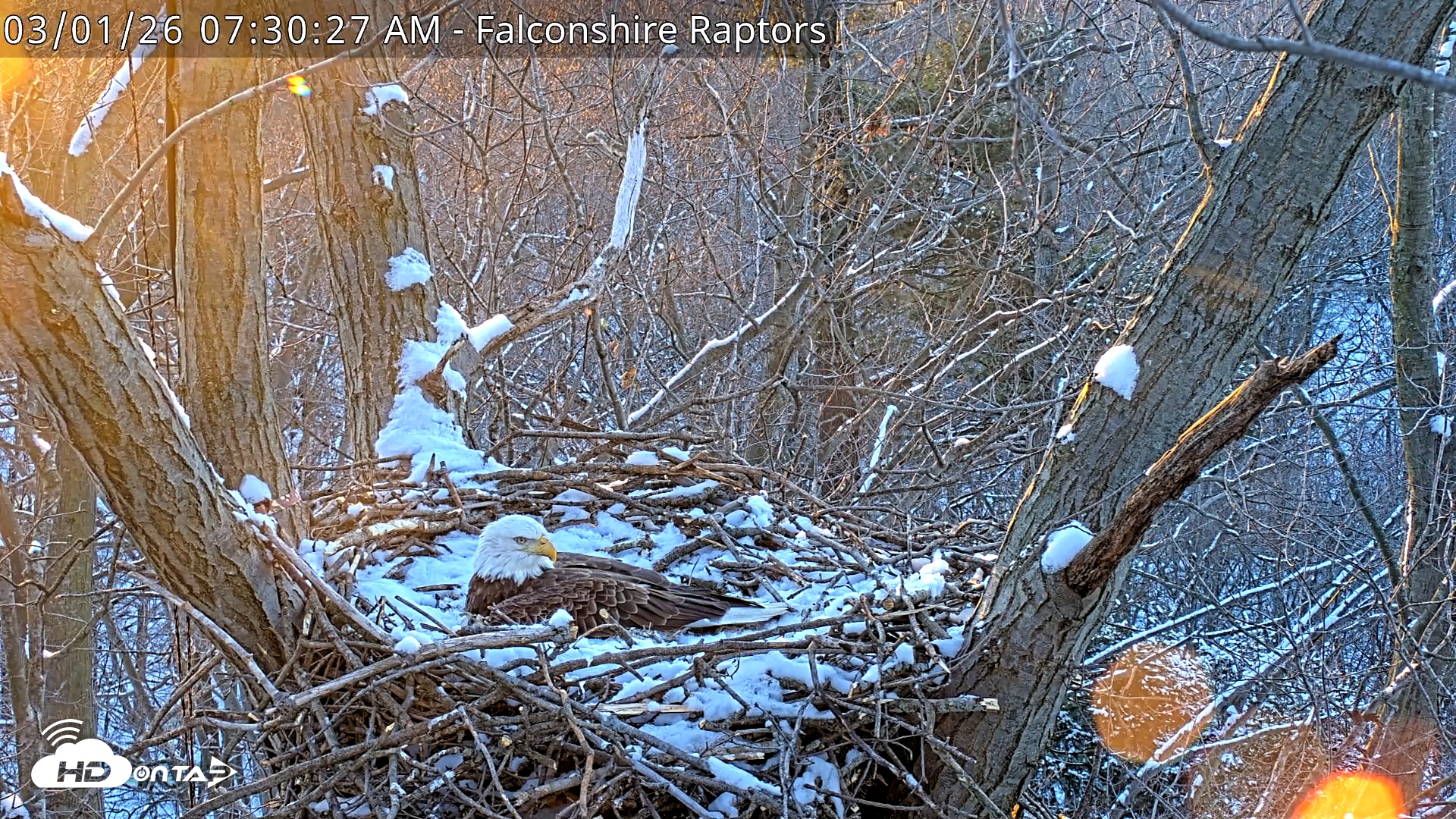Snapshot of West Michigan Eagles Nest Live Cam taken Mar 1, 2026, 7:31am EST