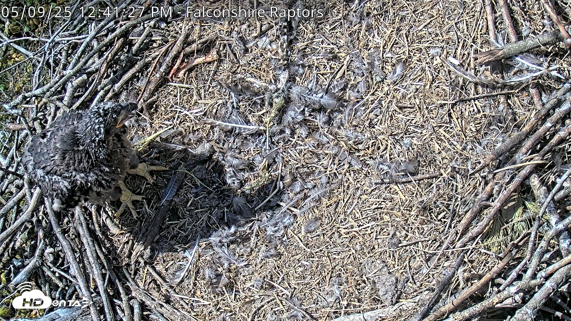 Snapshot of West Michigan Eagles Nest Live Cam taken May 9, 2025, 12:42pm EDT