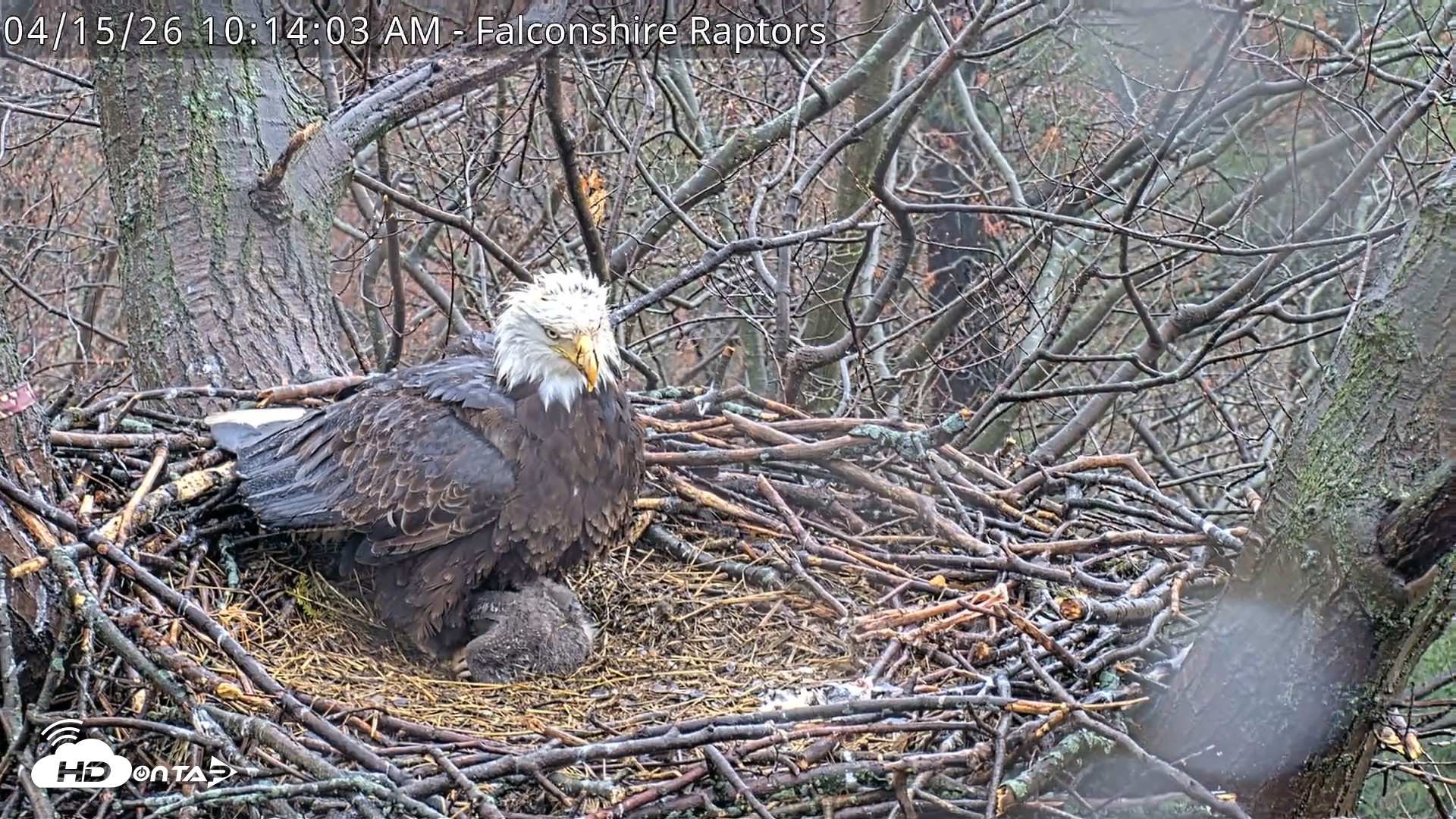 Snapshot of West Michigan Eagles Nest Live Cam taken Apr 15, 2026, 10:15am EDT